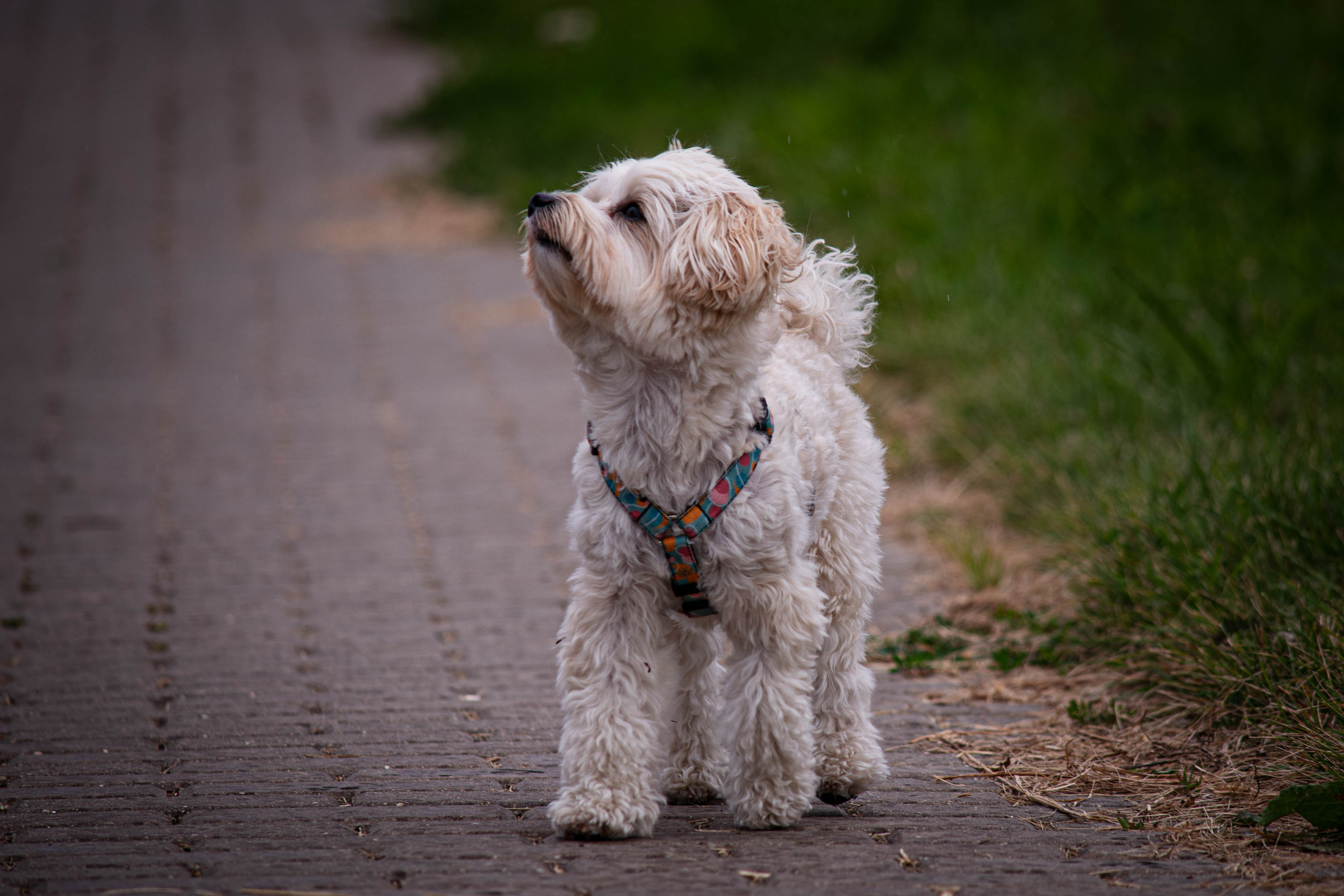 Прогулка в парке Митино. Фотограф Светлана Блинова, Москва и Московская область