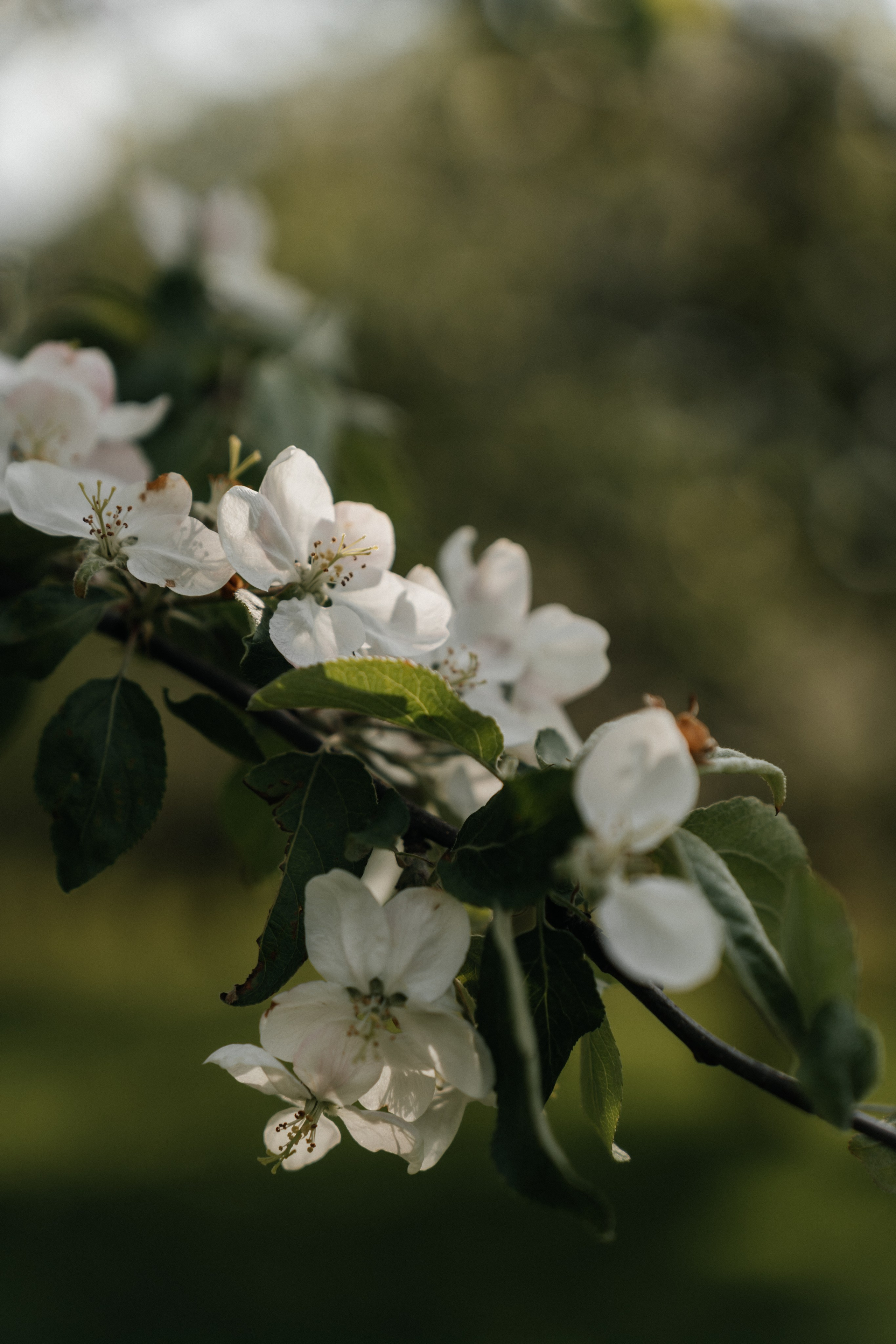 Первое цветение. Ваш фотограф Вика Артемова