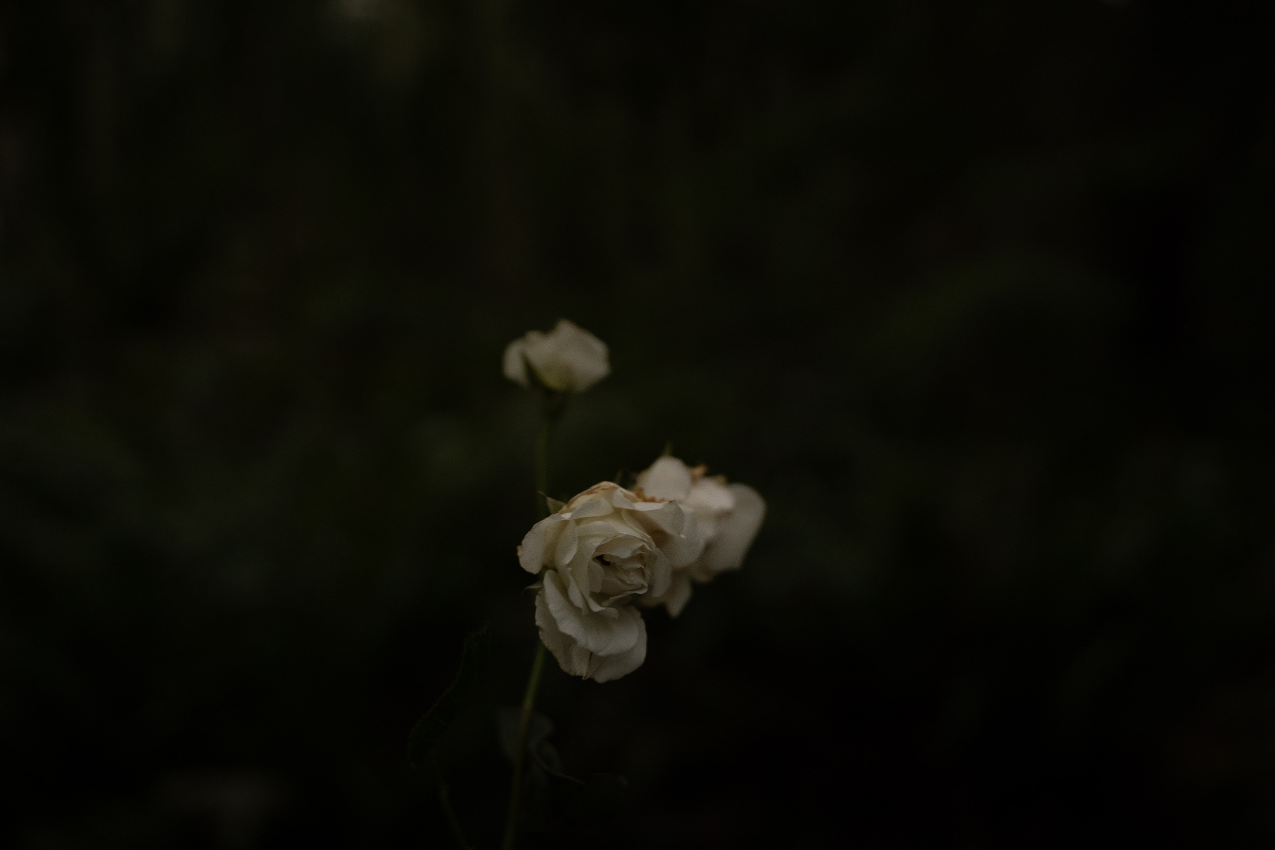 A midsummer night’s dream [magic flower]. Wedding & engagement photographer in Seattle, WA. Tania Maureira