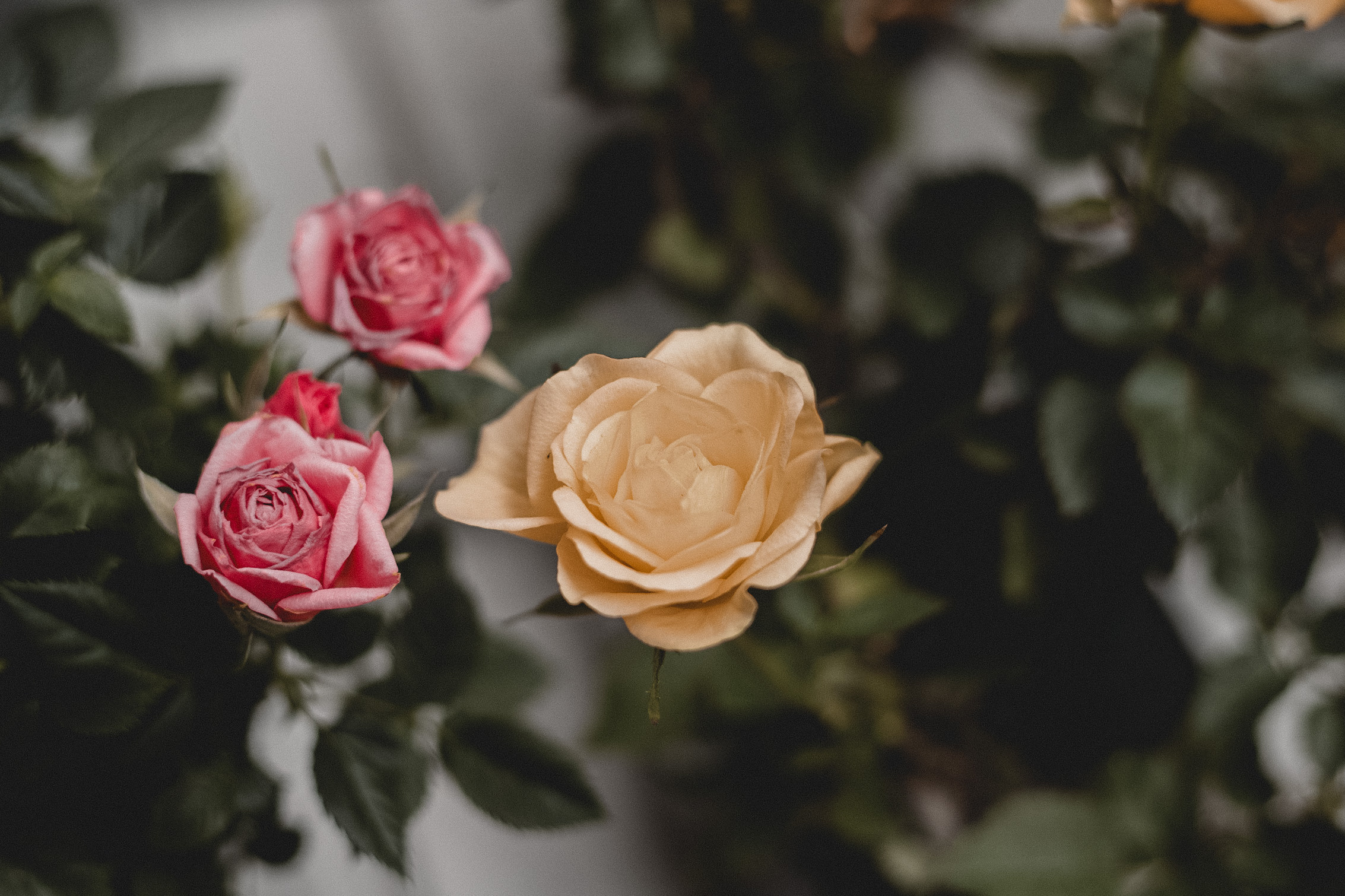 Олеся. Оранжерея. Краснодар. Фотограф в Санкт Петербурге и Москве Анастасия Сиволод