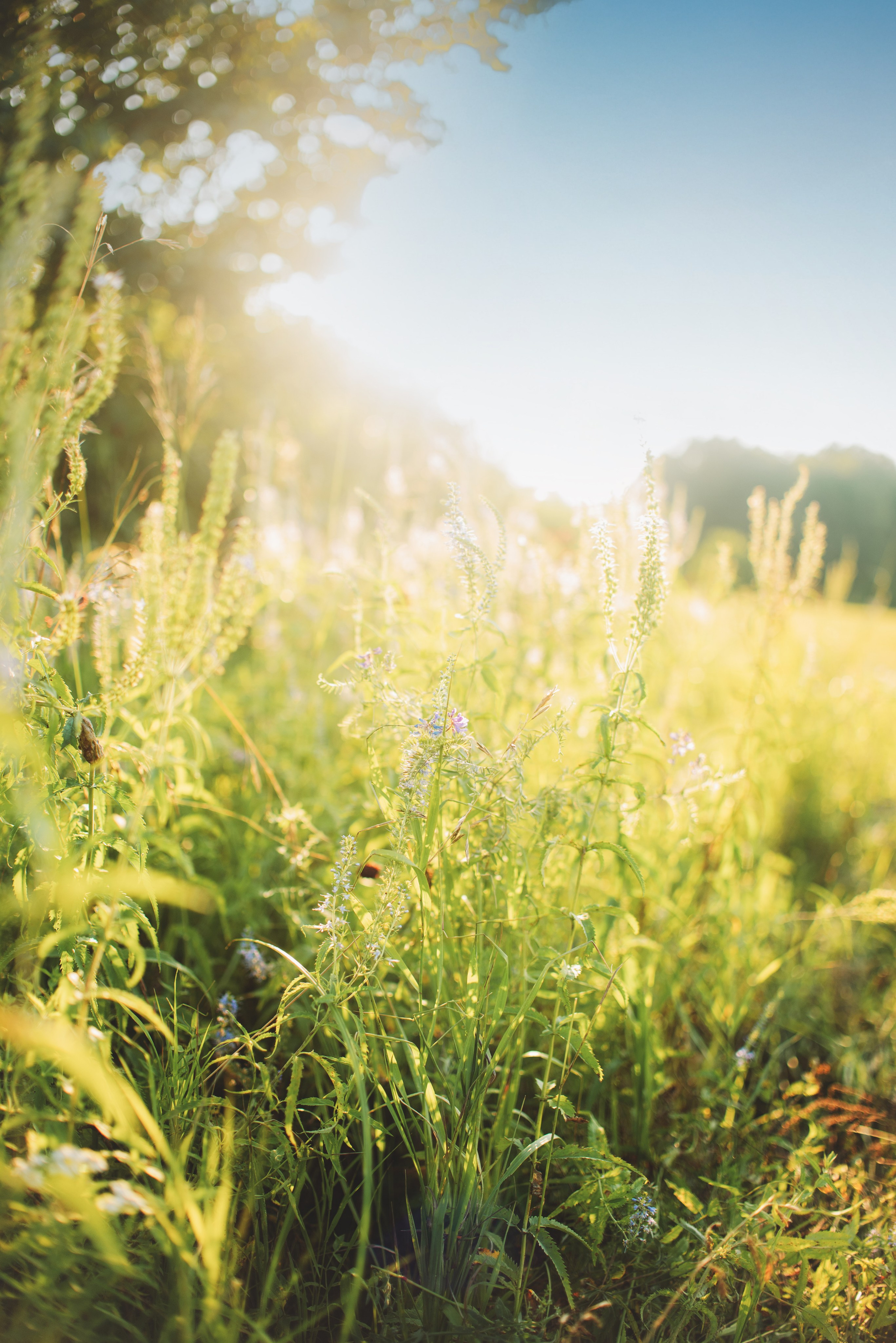 Наташа, Агата, Назар и Август — 17.07.2025. Фотограф — Анималист | Анна Абрамова