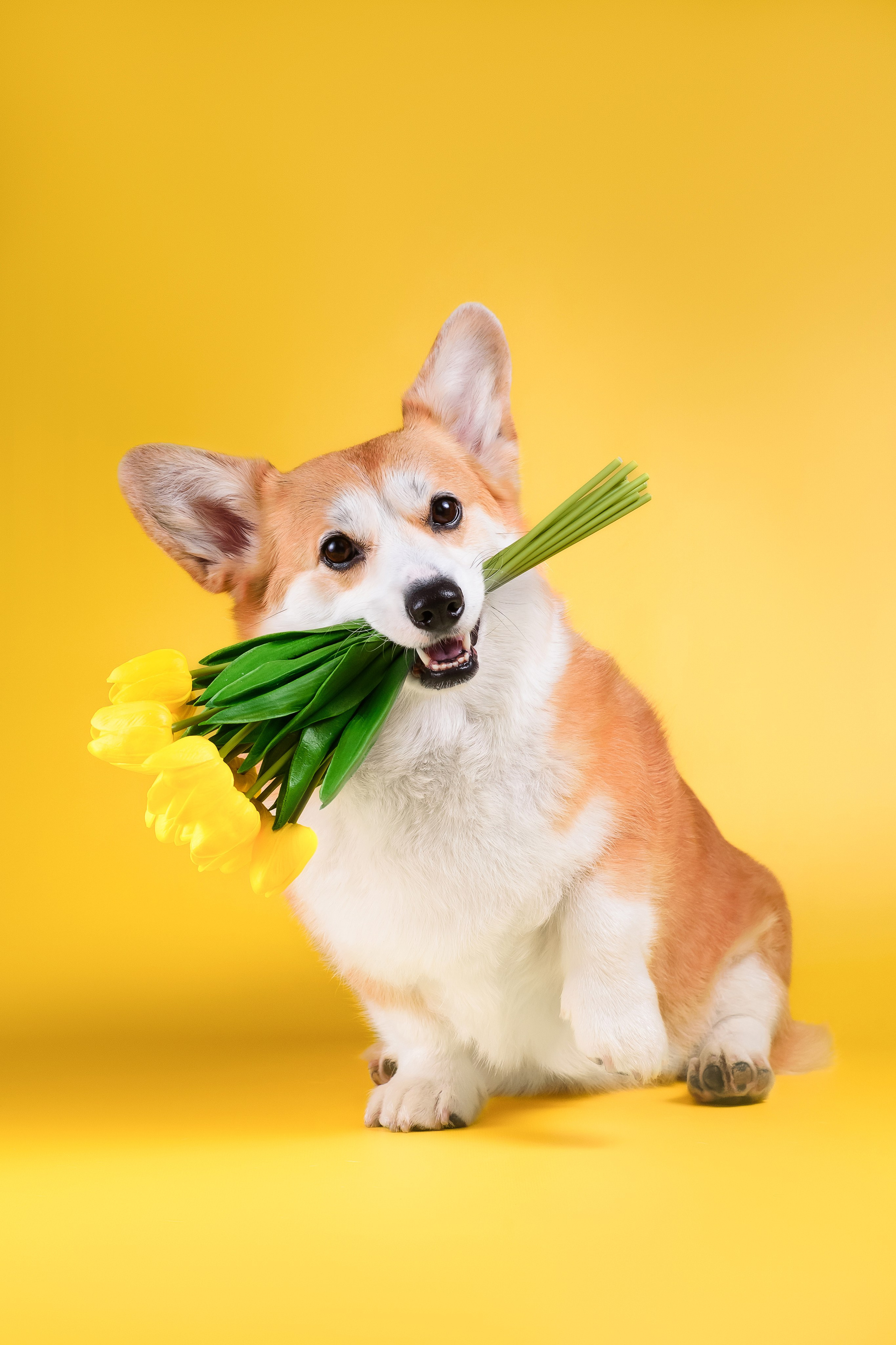 Лея на однотонном фоне. Фотограф — Анималист | Анна Абрамова