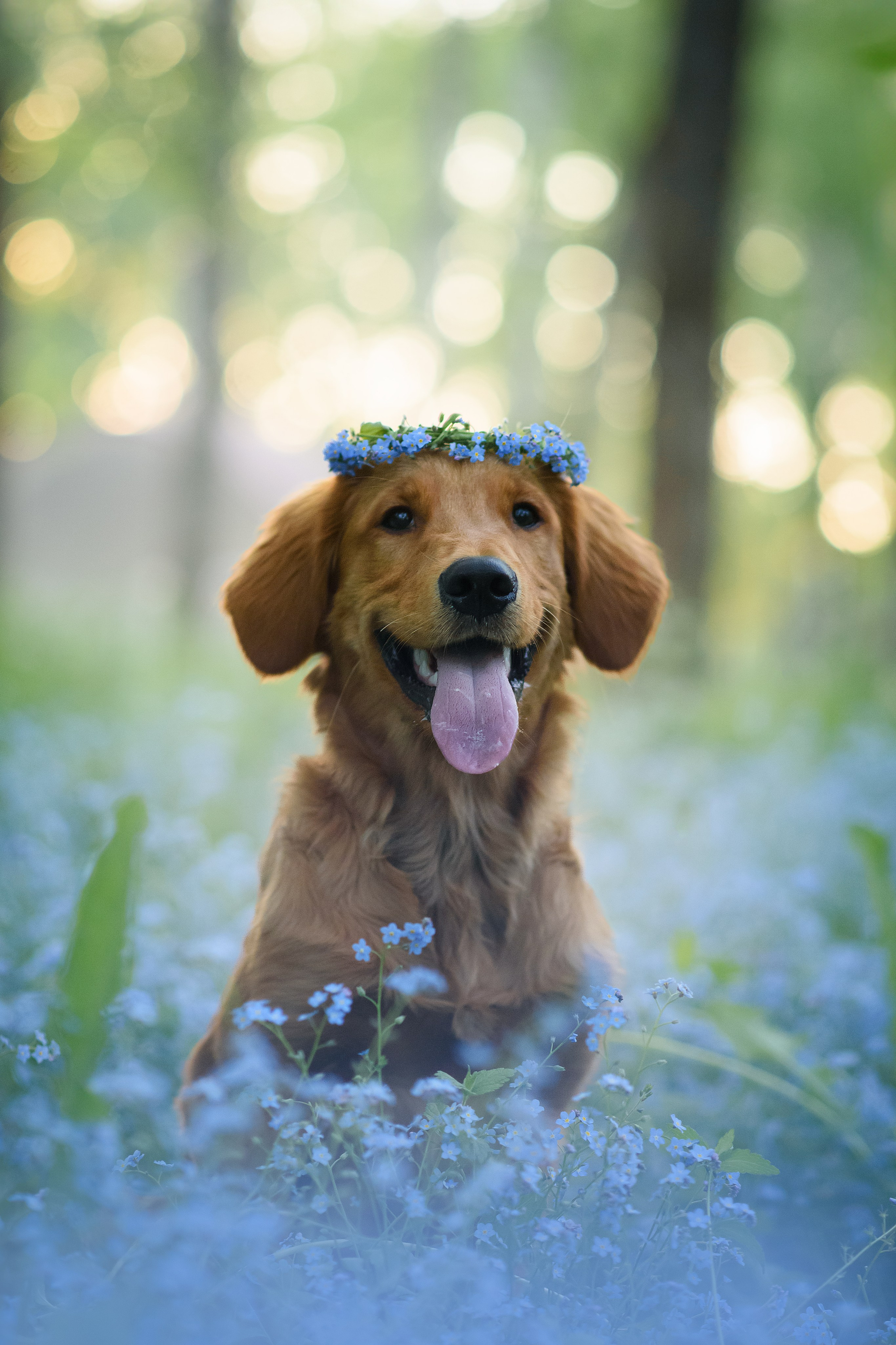 Степа, Йоки и Мята — 29.05.2024. Фотограф — Анималист | Анна Абрамова