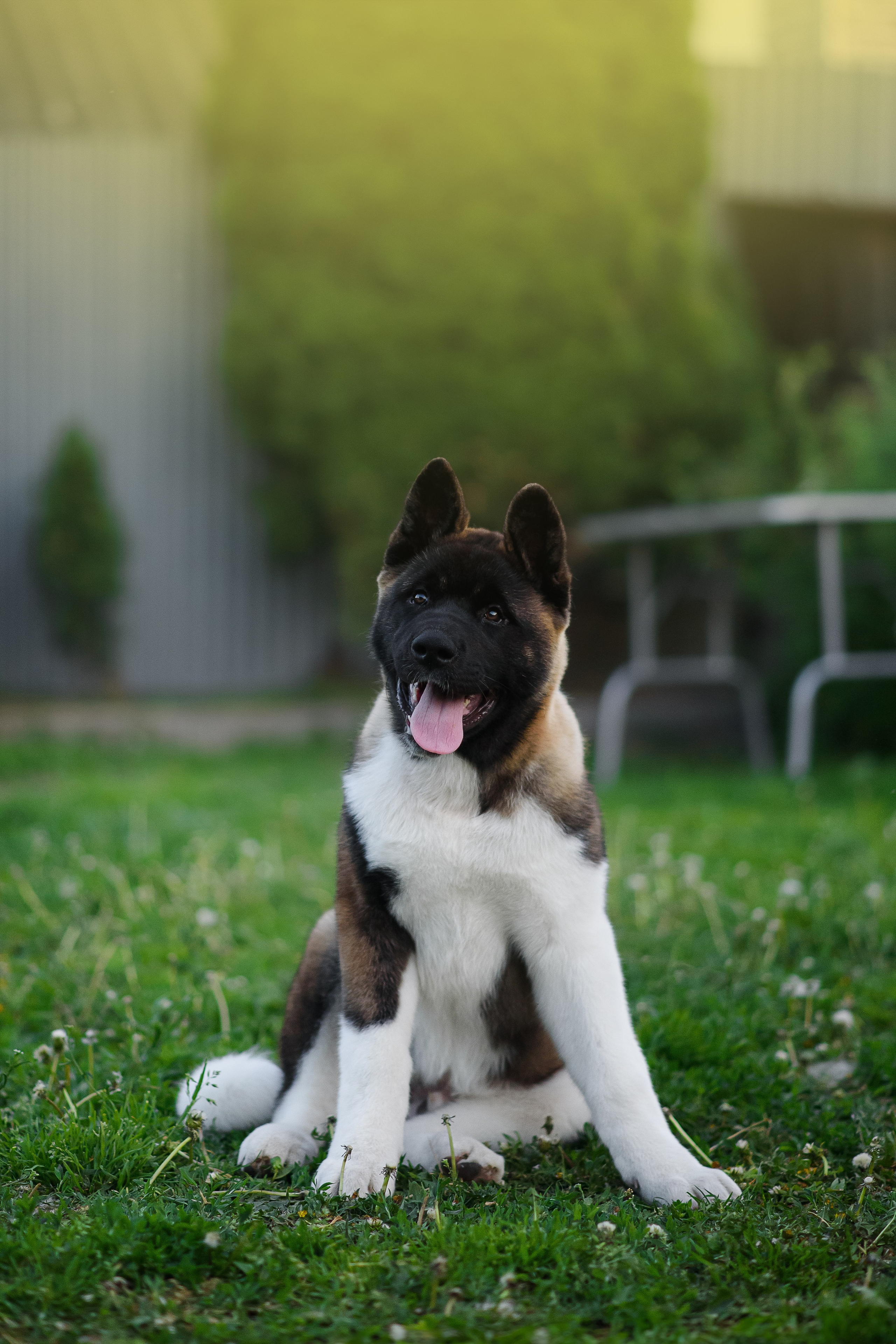 Байкер — 30.05.2024. Фотограф — Анималист | Анна Абрамова