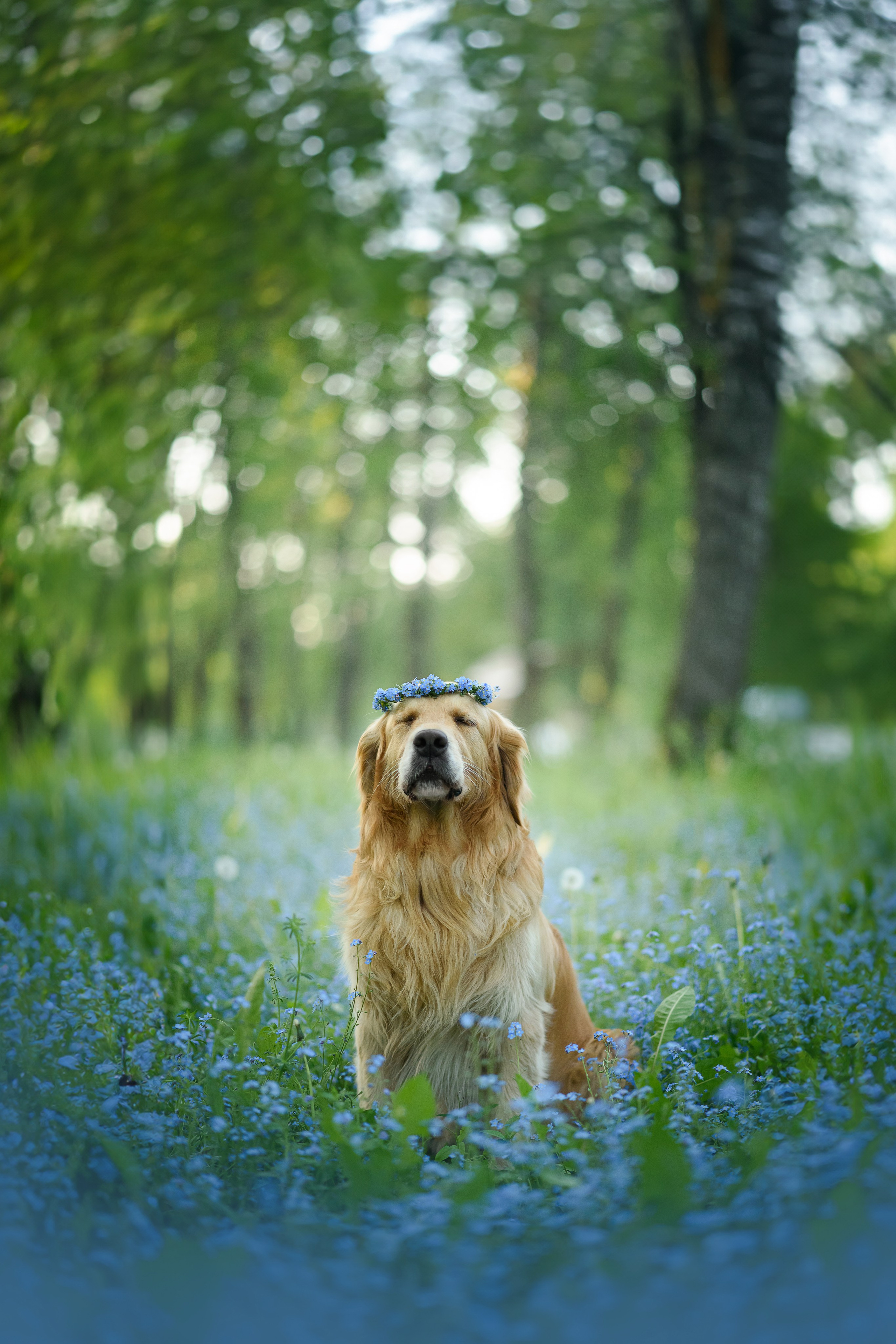 Степа, Йоки и Мята — 29.05.2024. Фотограф — Анималист | Анна Абрамова