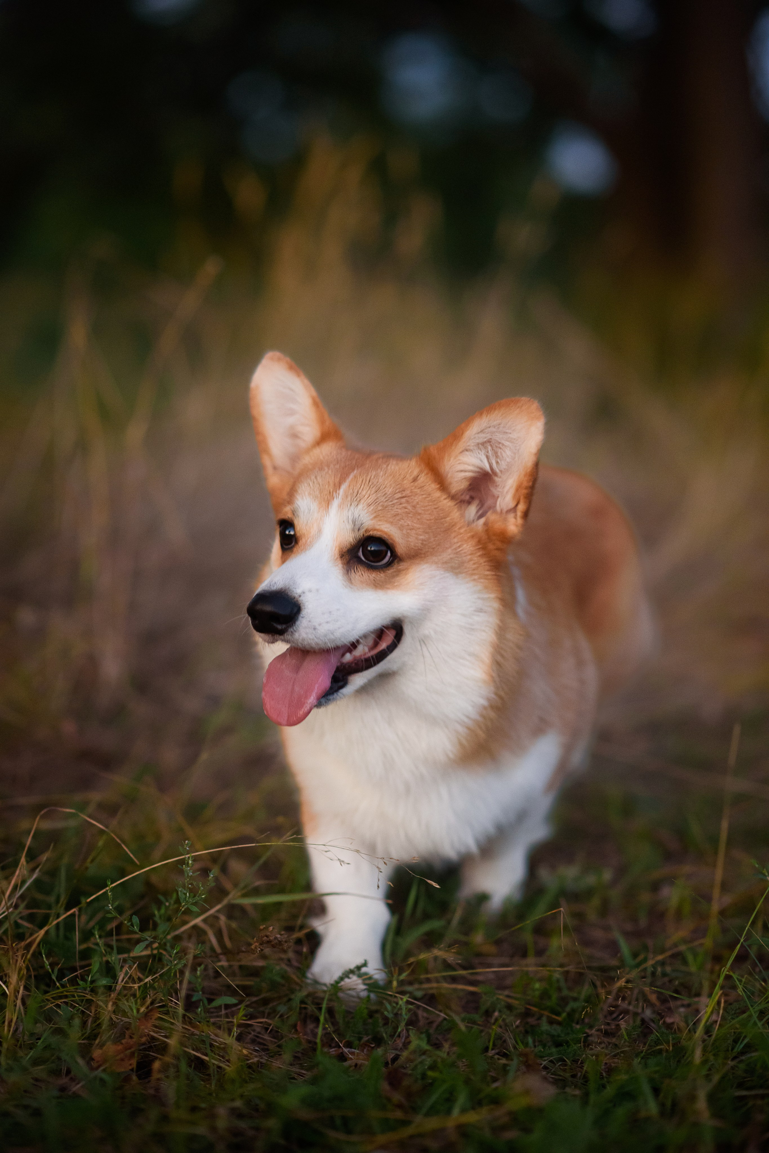 Сережа, Вика и Феня — 25.07.2024. Фотограф — Анималист | Анна Абрамова