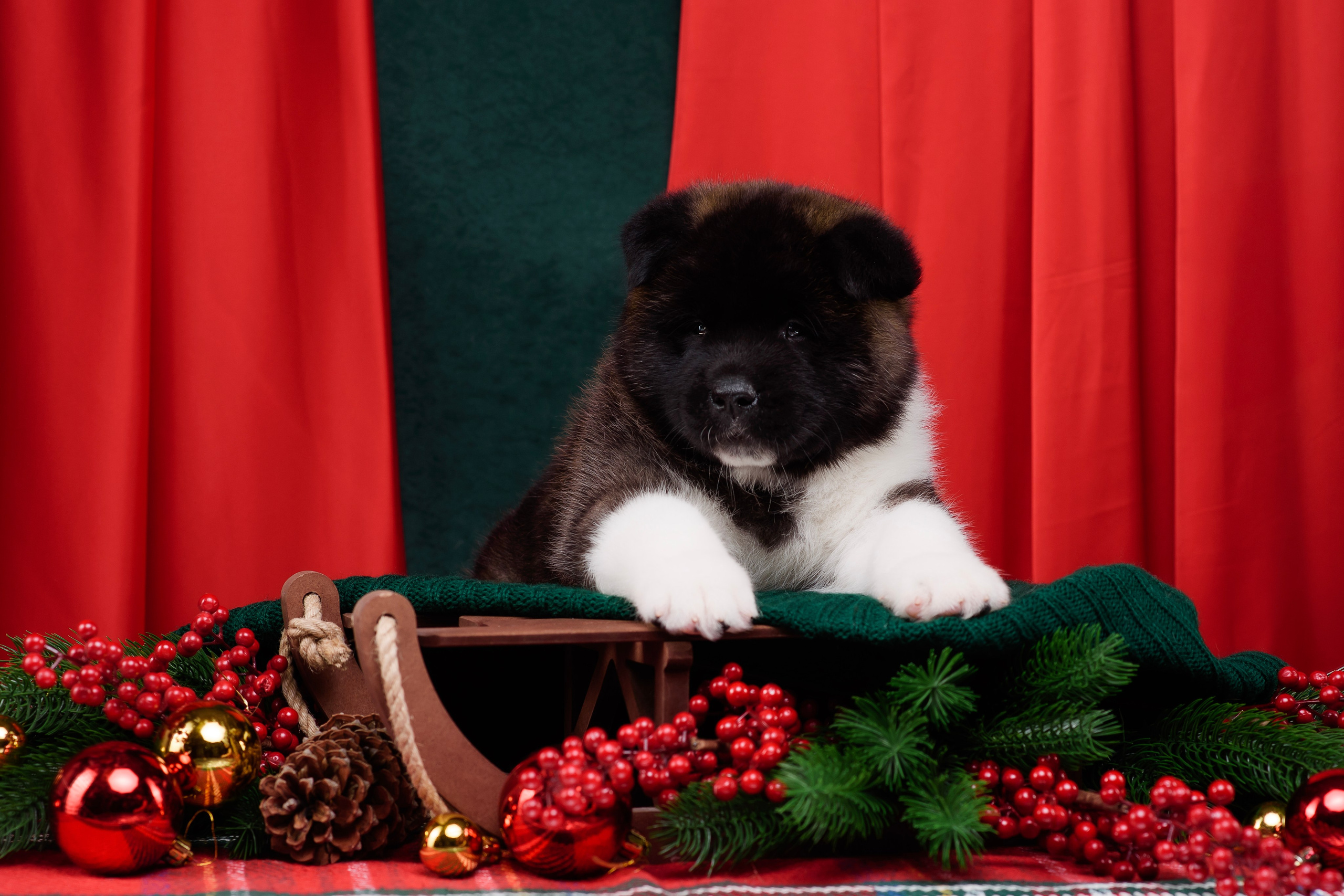 Щенки Американской Акиты. Фотограф — Анималист | Анна Абрамова