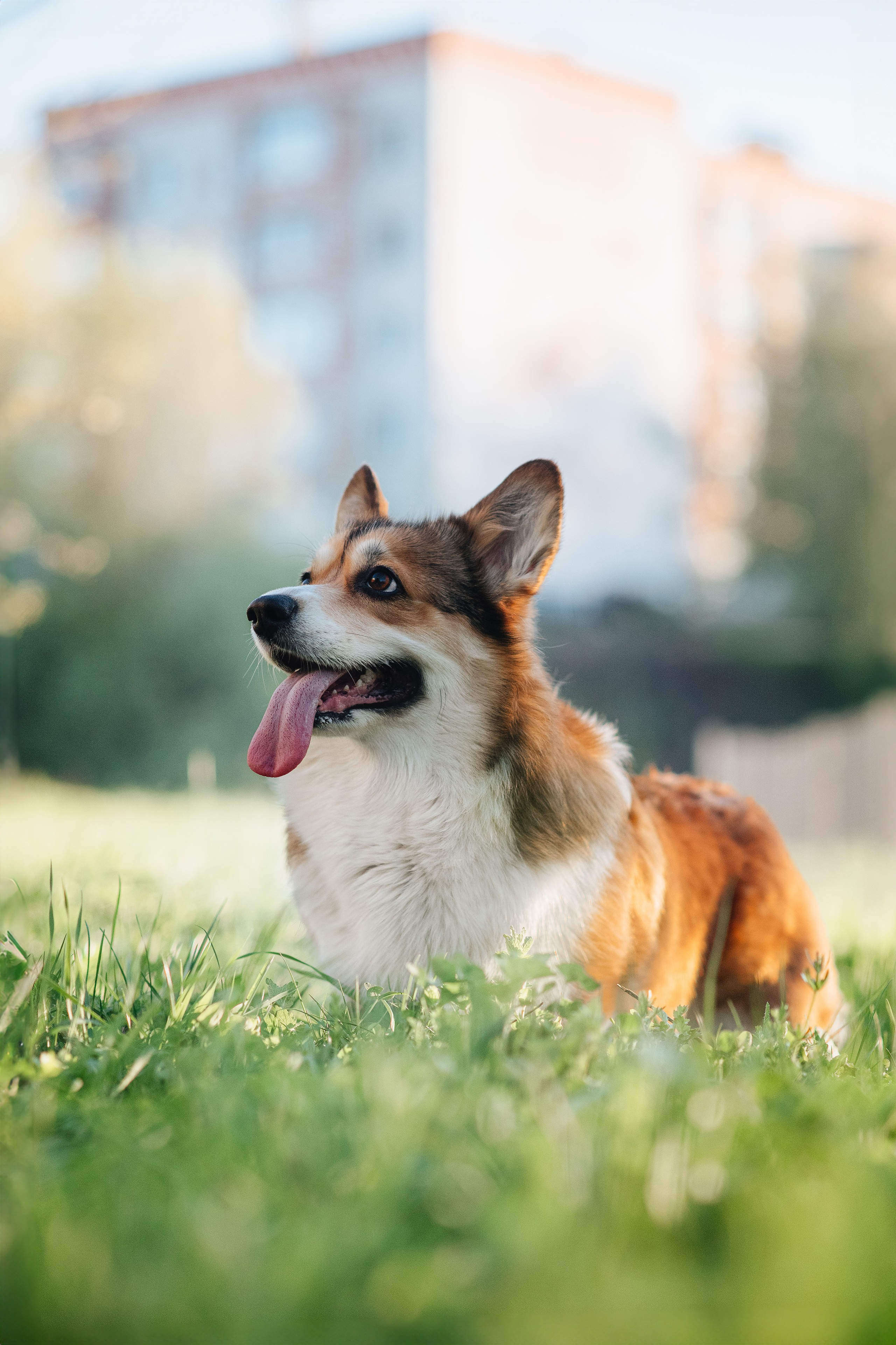 Трисс — 29.04.2024. Фотограф — Анималист | Анна Абрамова