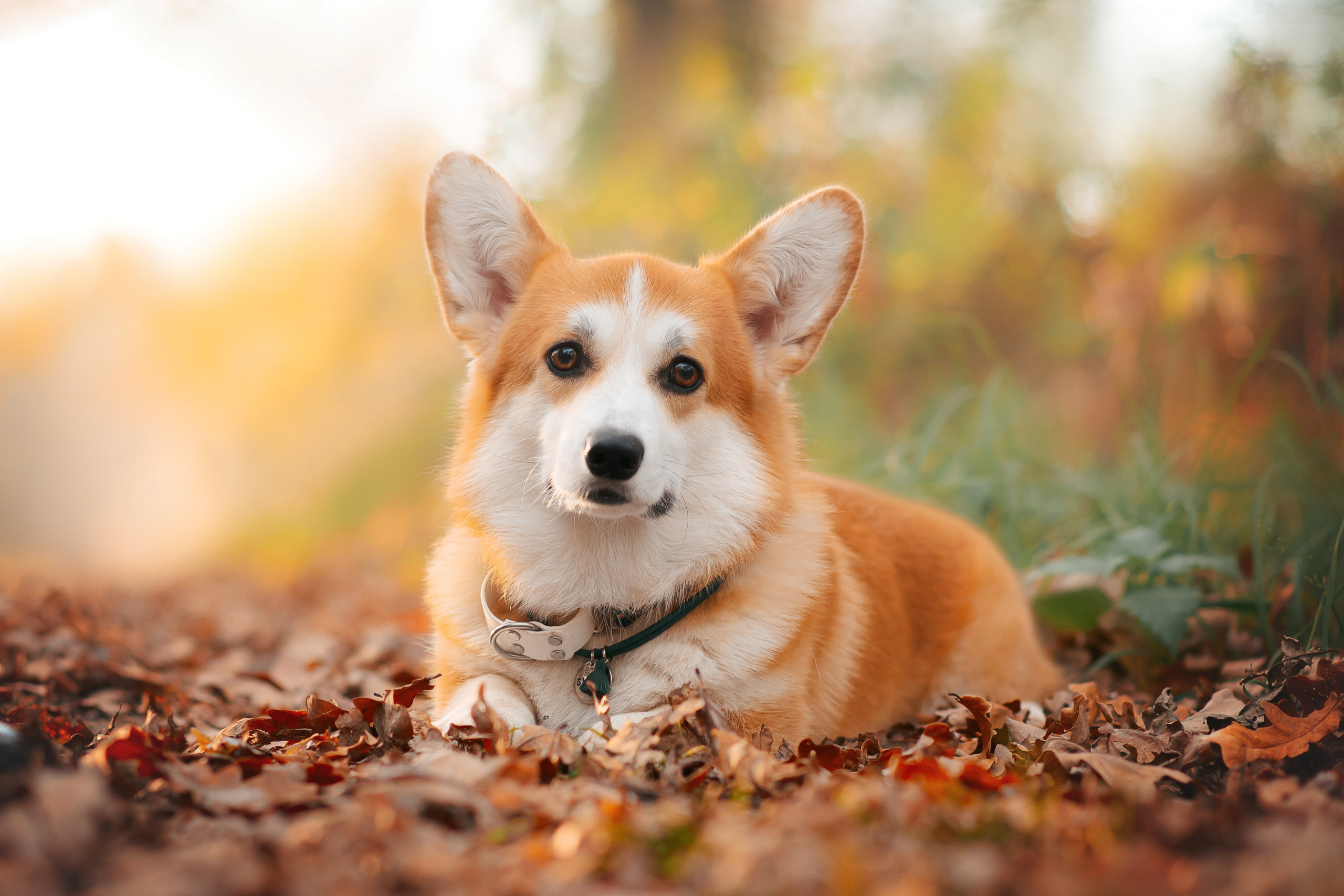 Максим, Надя, Рой и Шелби — 13.10.2024. Фотограф — Анималист | Анна Абрамова