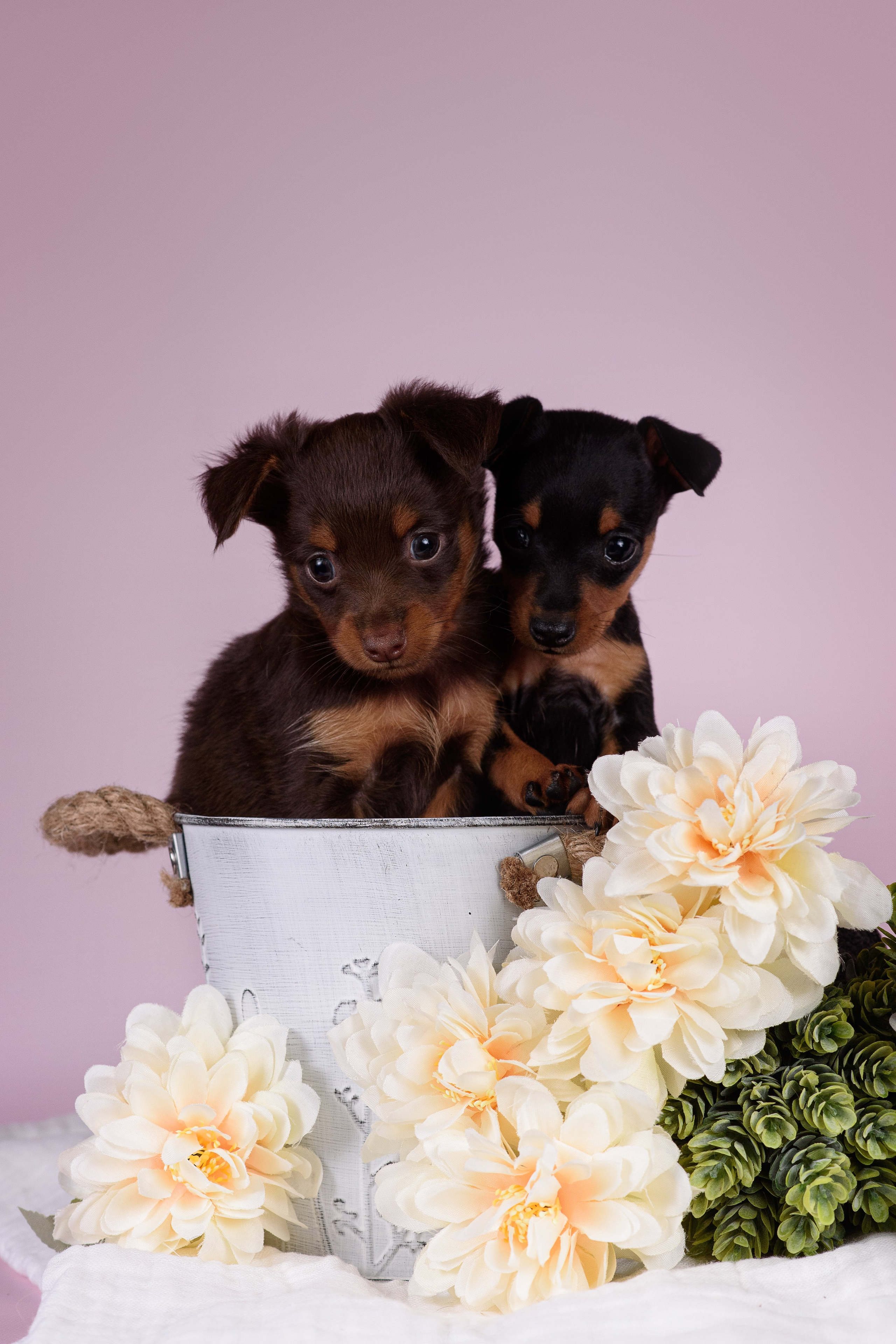 Щенки Пражских крысариков -13.04.2024. Фотограф — Анималист | Анна Абрамова