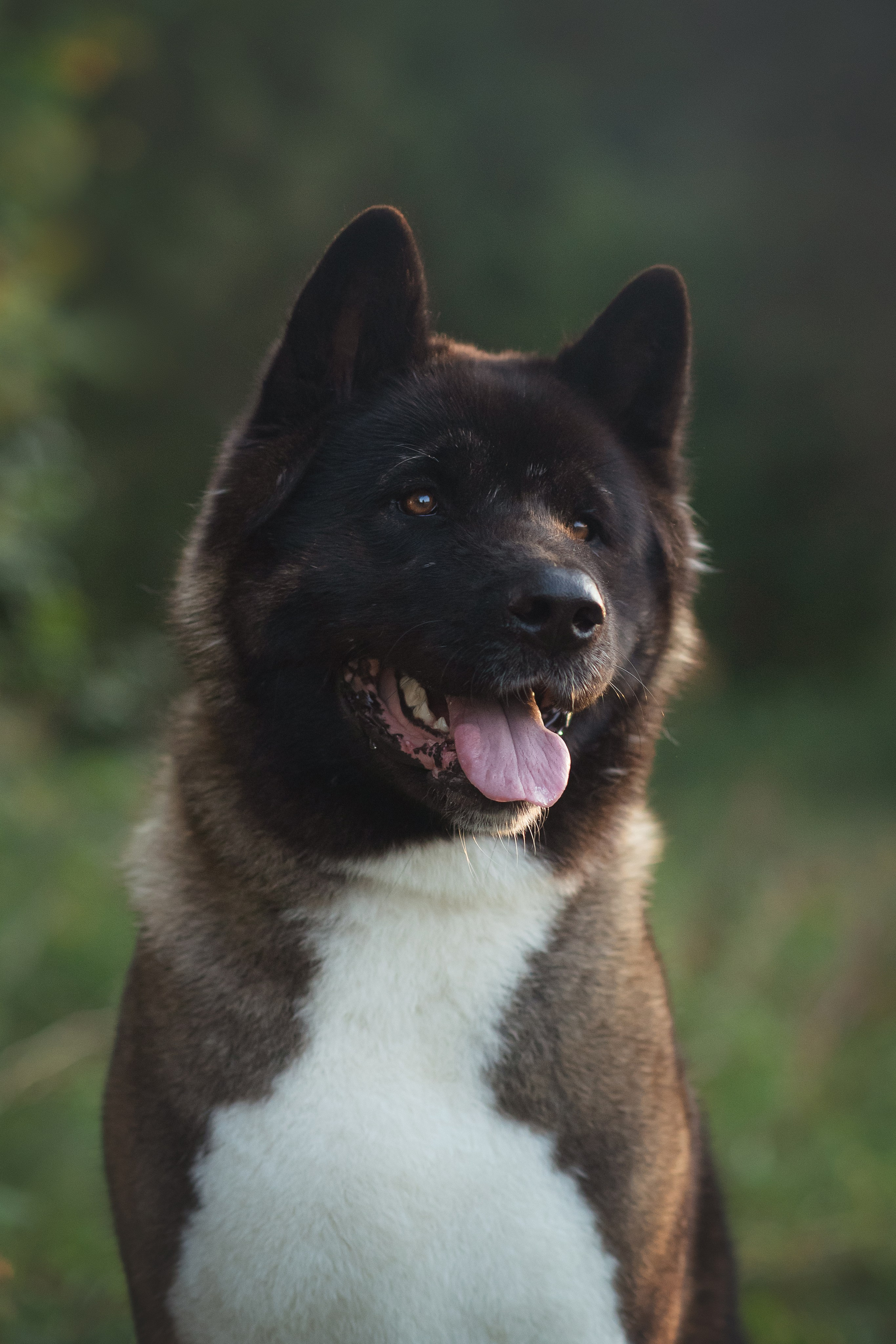 Американская Акита Дива — 16.09.2024. Фотограф — Анималист | Анна Абрамова