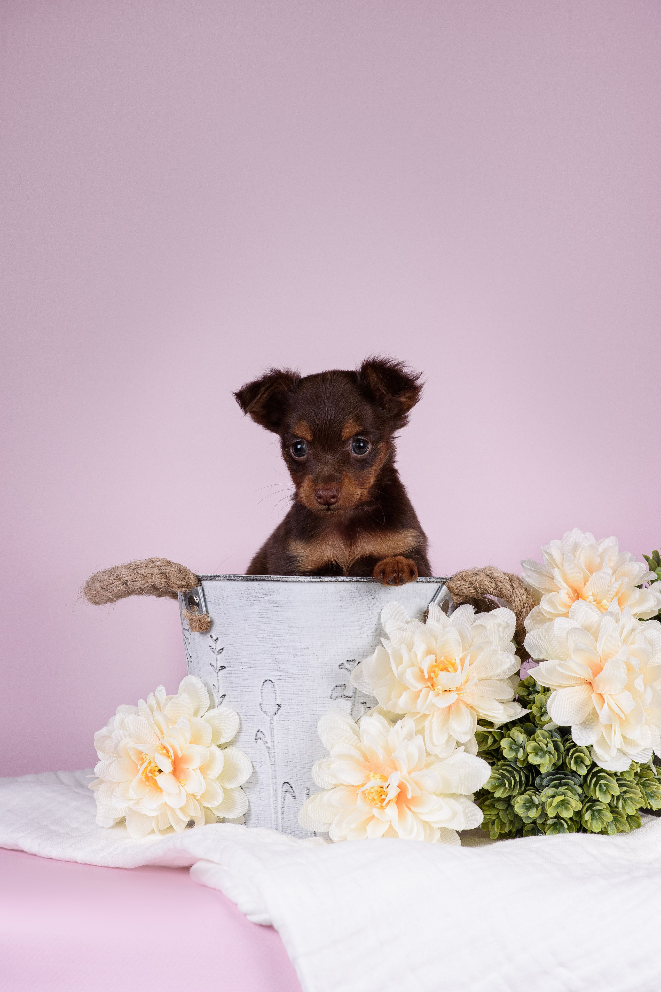 Щенки Пражских крысариков -13.04.2024. Фотограф — Анималист | Анна Абрамова