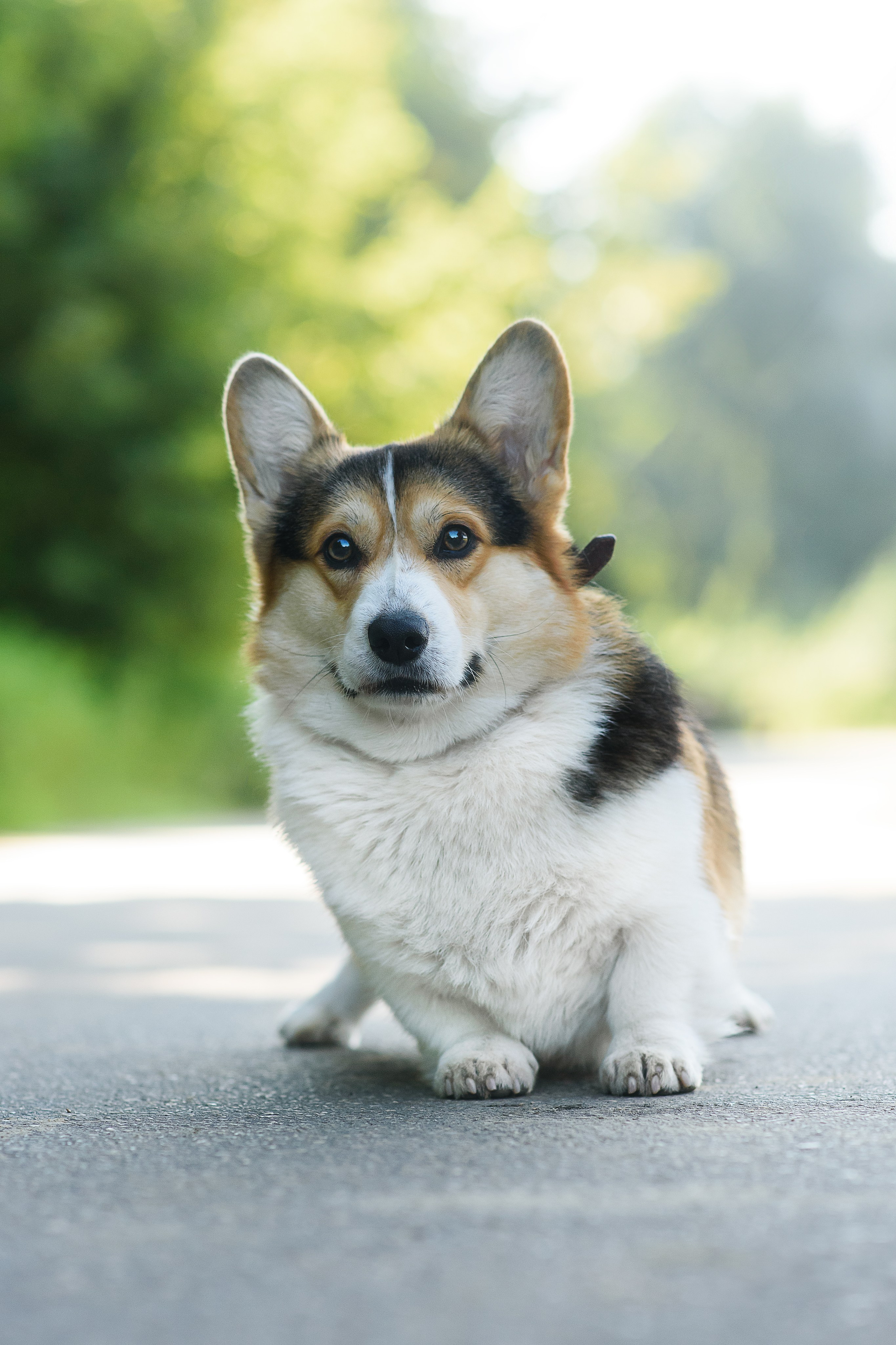 Майк и Лея — 29.08.2024. Фотограф — Анималист | Анна Абрамова