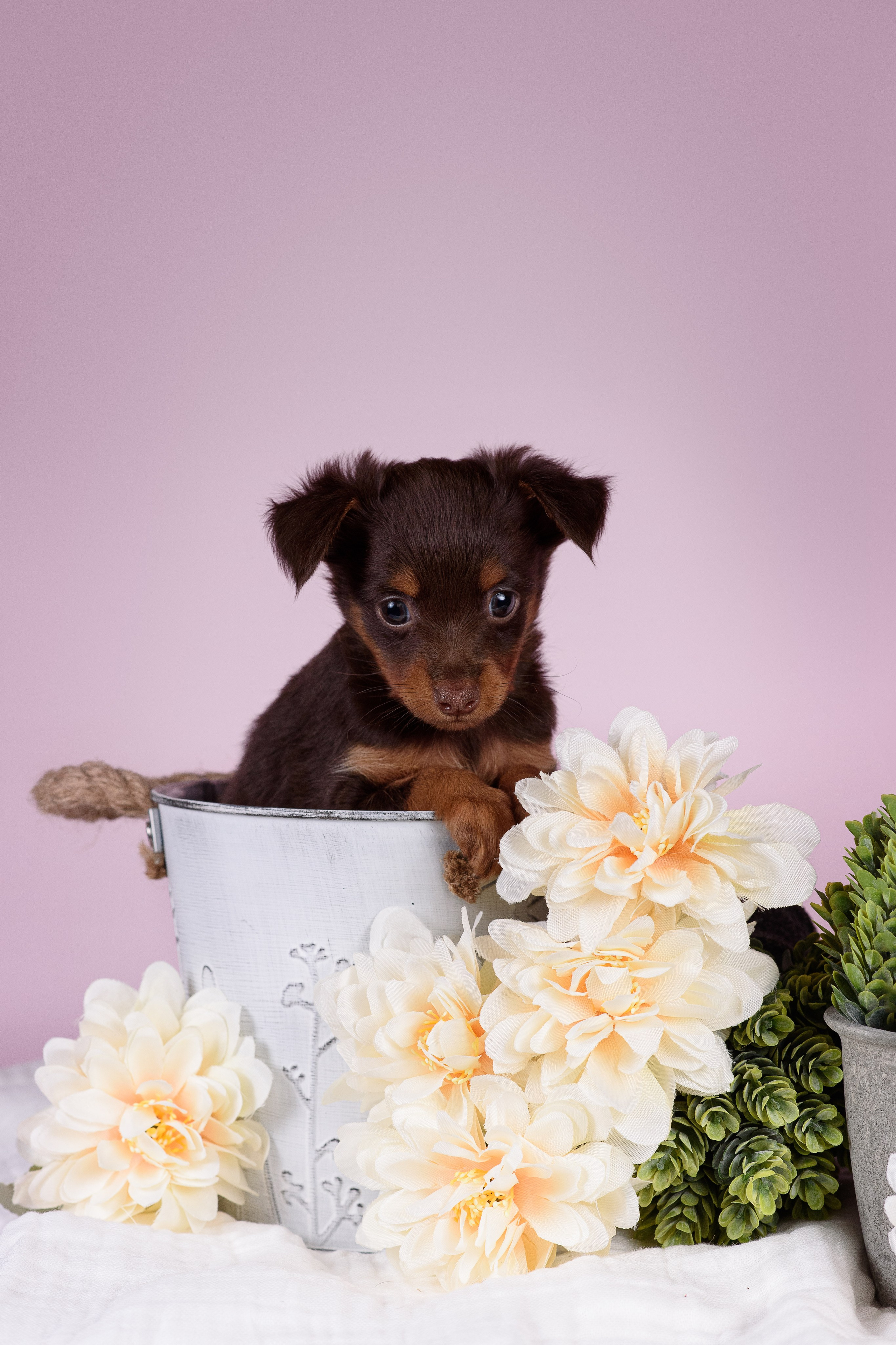 Щенки Пражских крысариков -13.04.2024. Фотограф — Анималист | Анна Абрамова