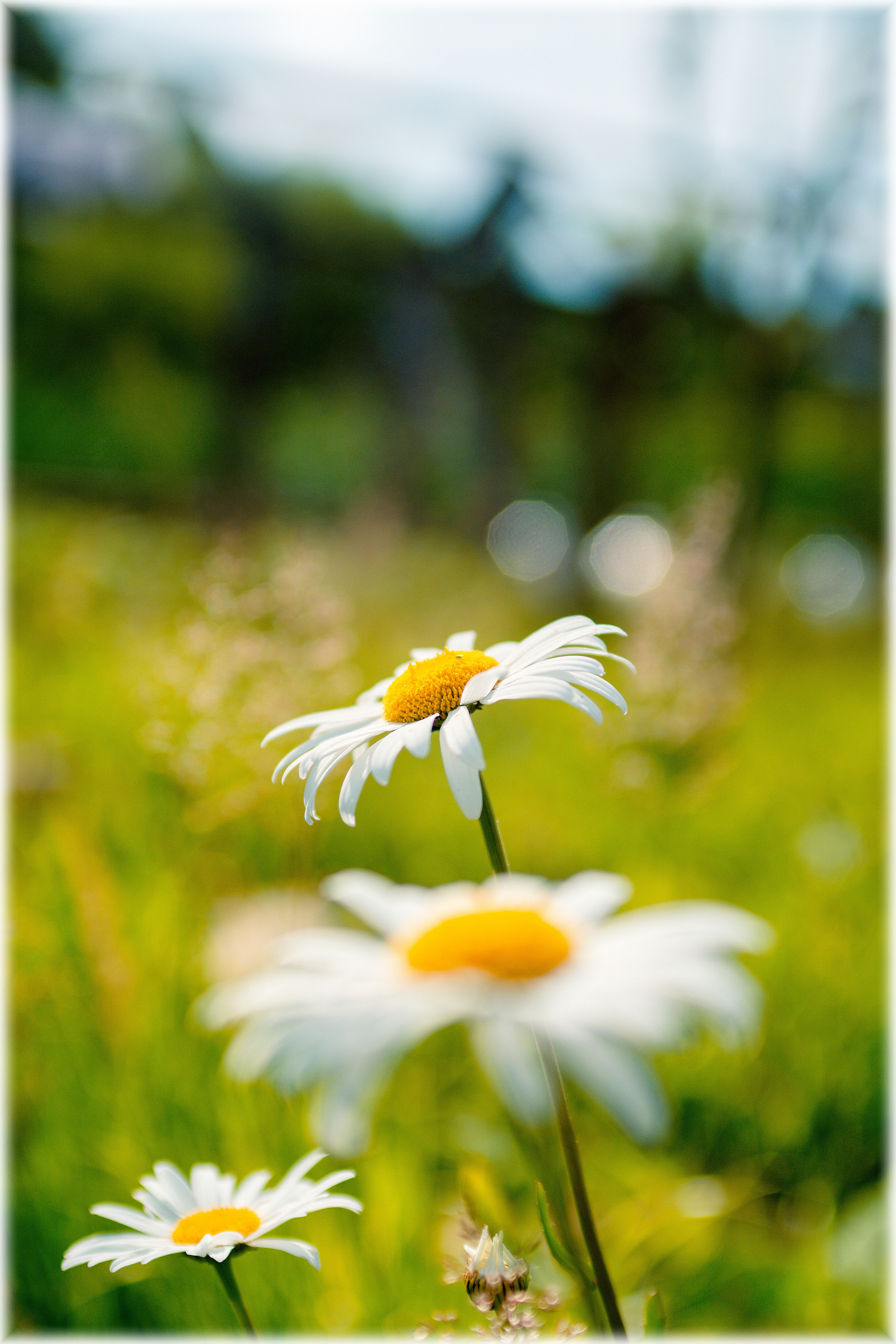 Природа. Александр Снапков | SnappPhoto | Буй