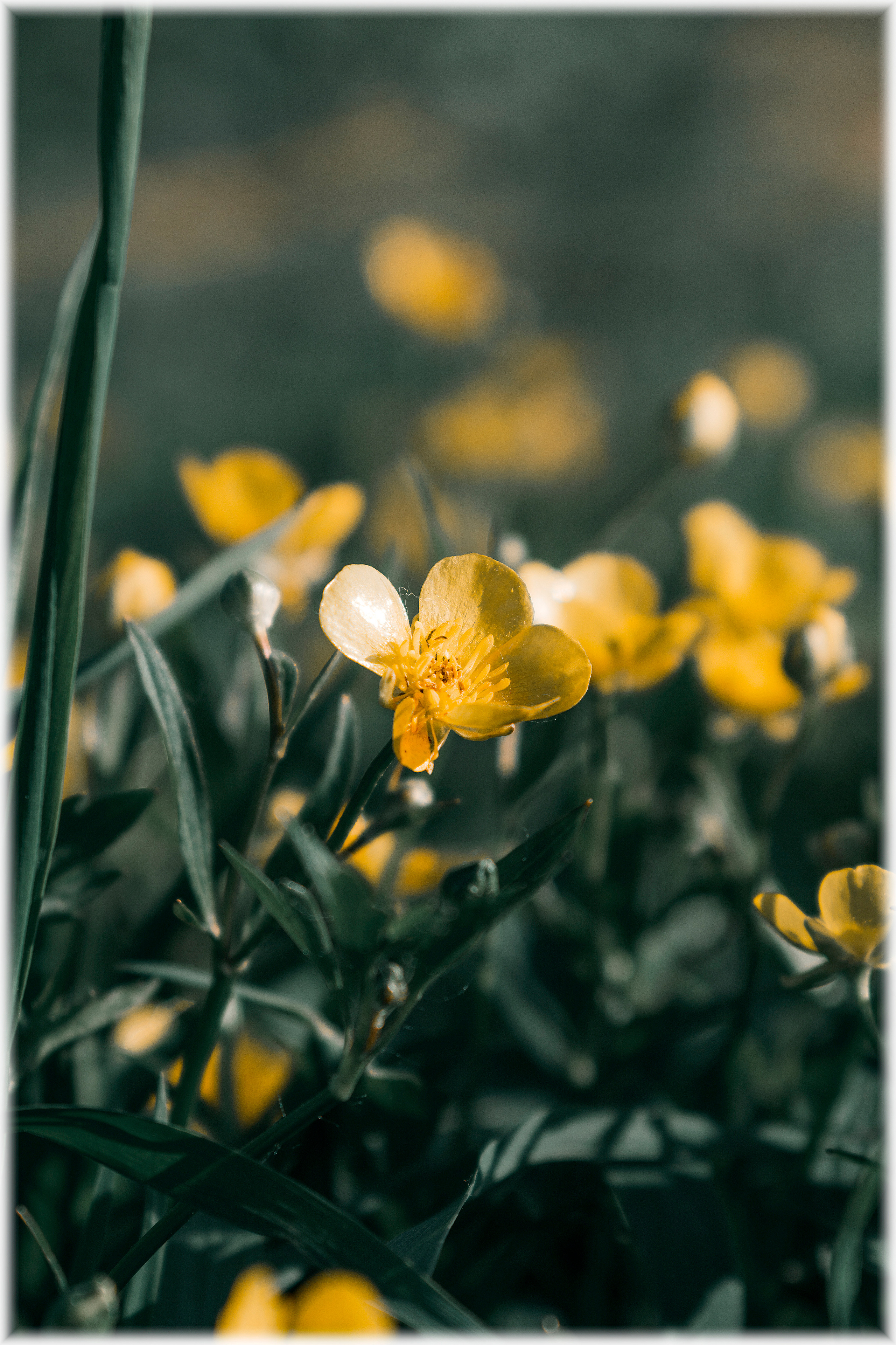 Природа. Александр Снапков | SnappPhoto | Буй