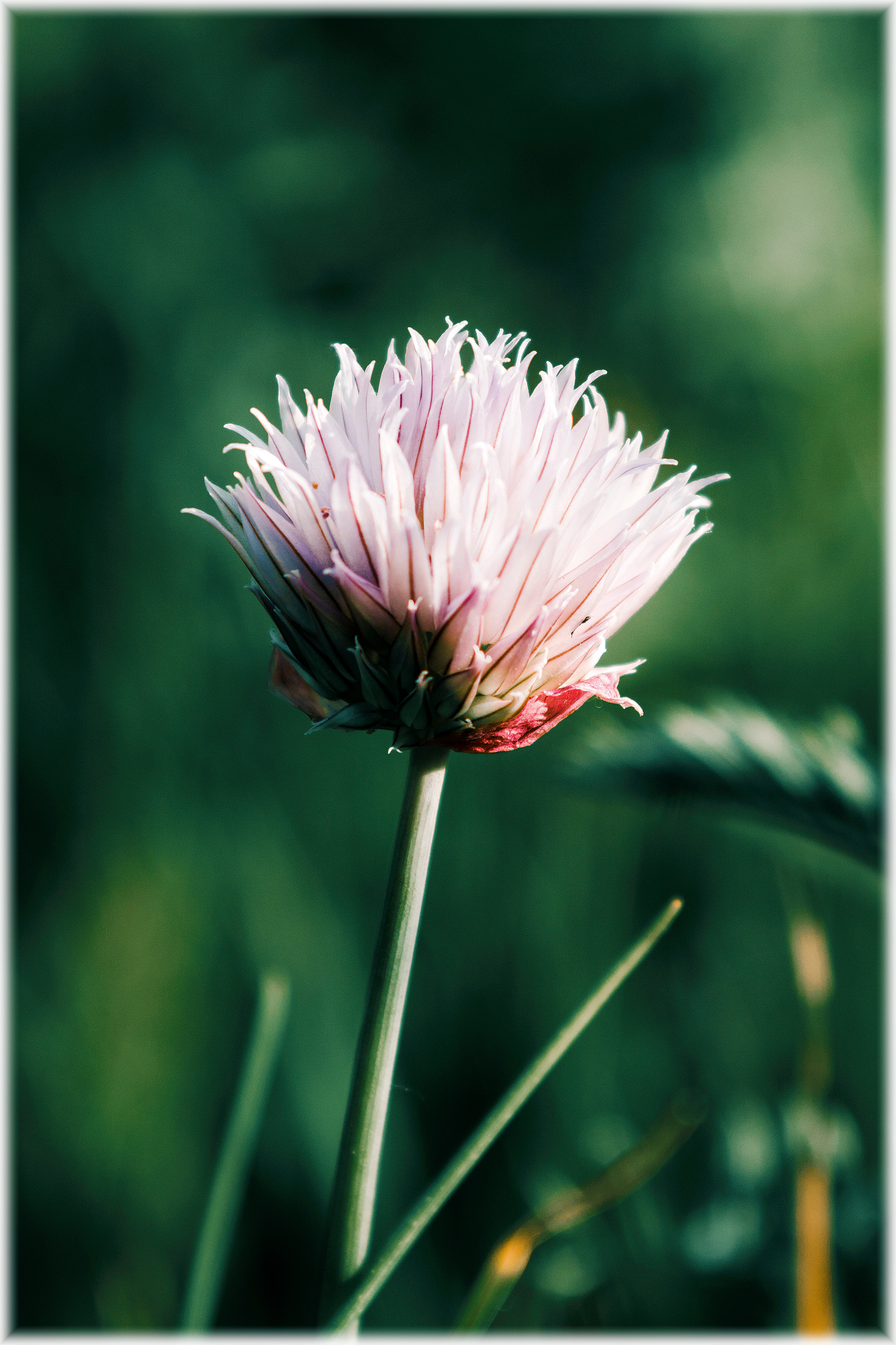 Природа. Александр Снапков | SnappPhoto | Буй