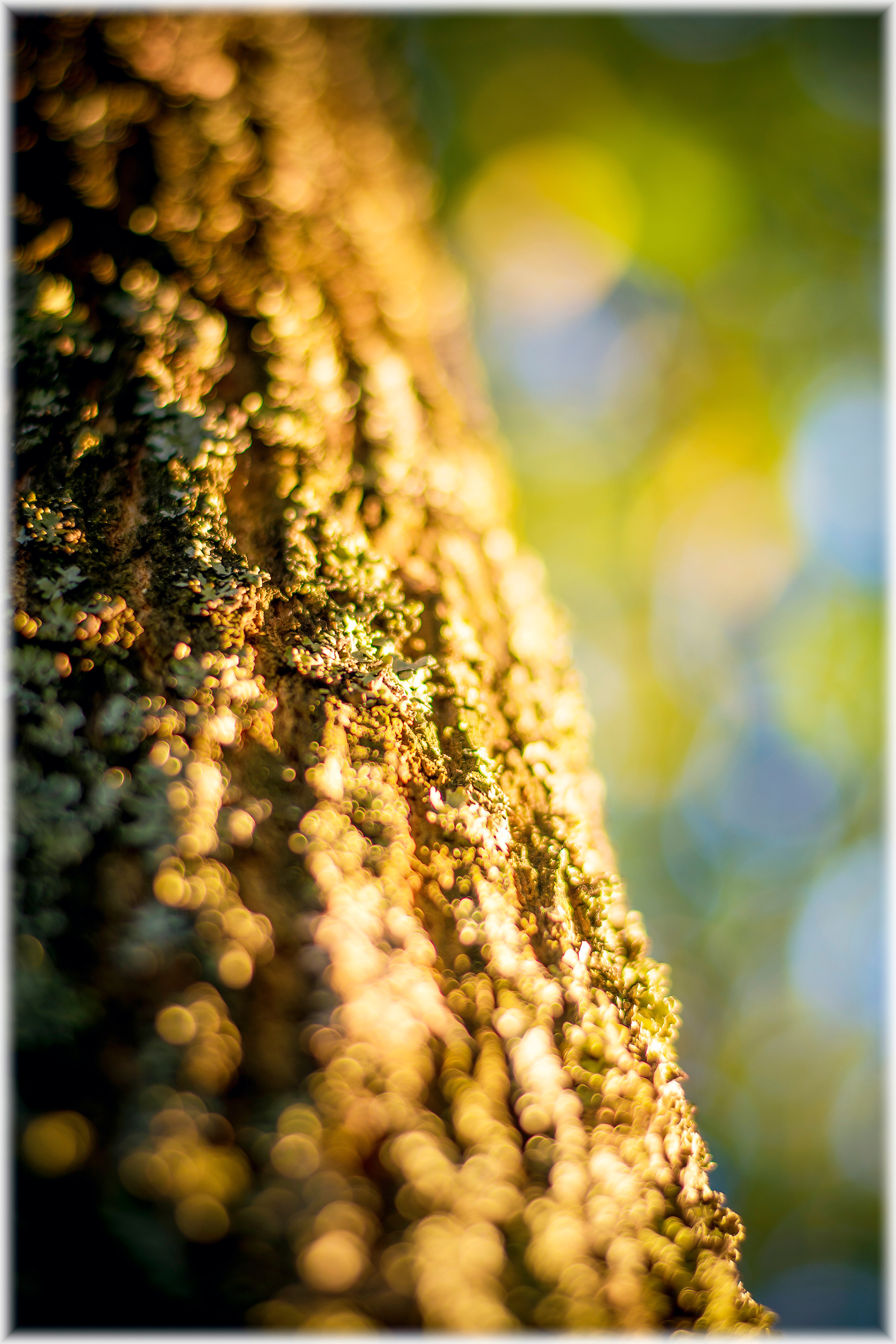 Природа. Александр Снапков | SnappPhoto | Буй