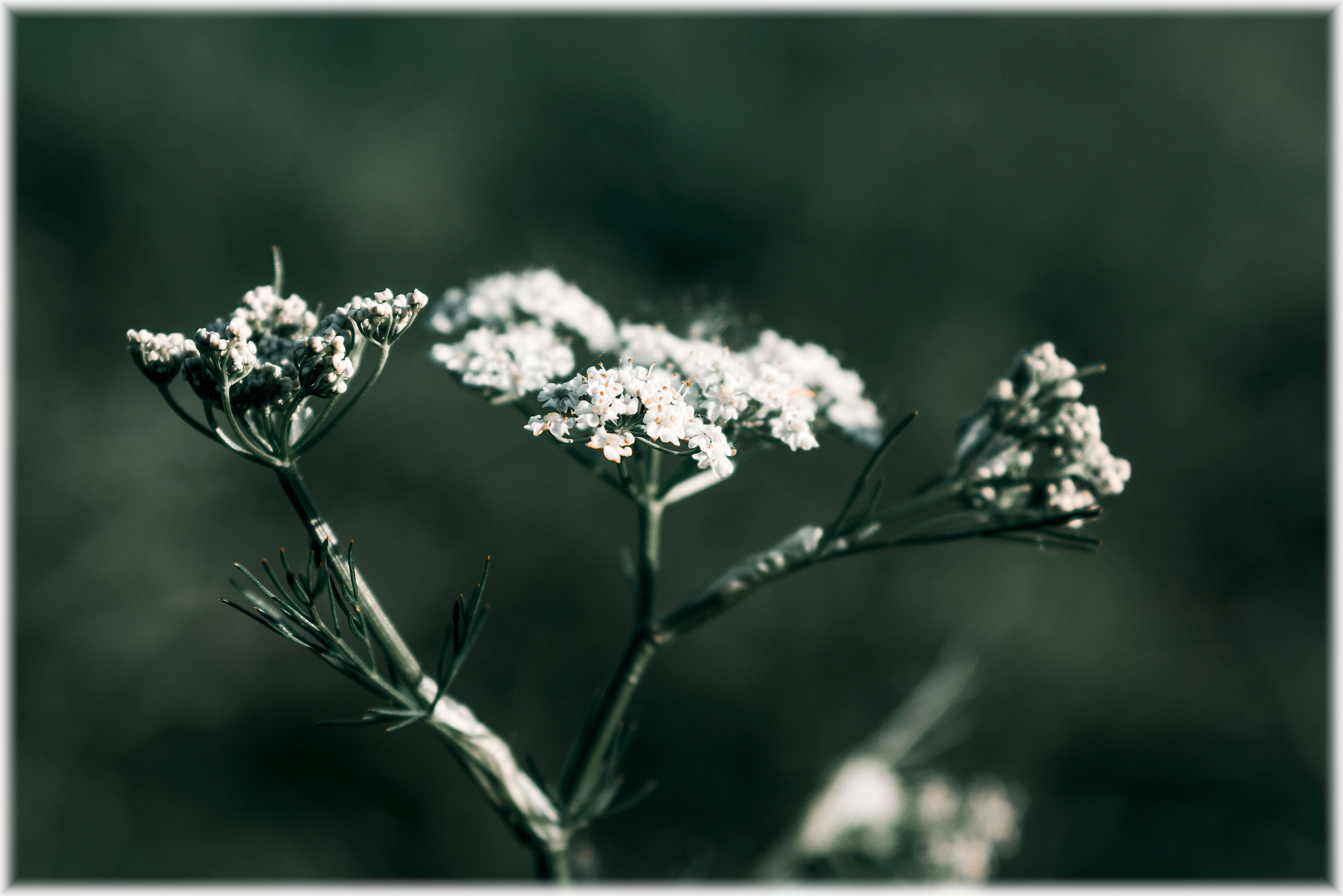 Природа. Александр Снапков | SnappPhoto | Буй