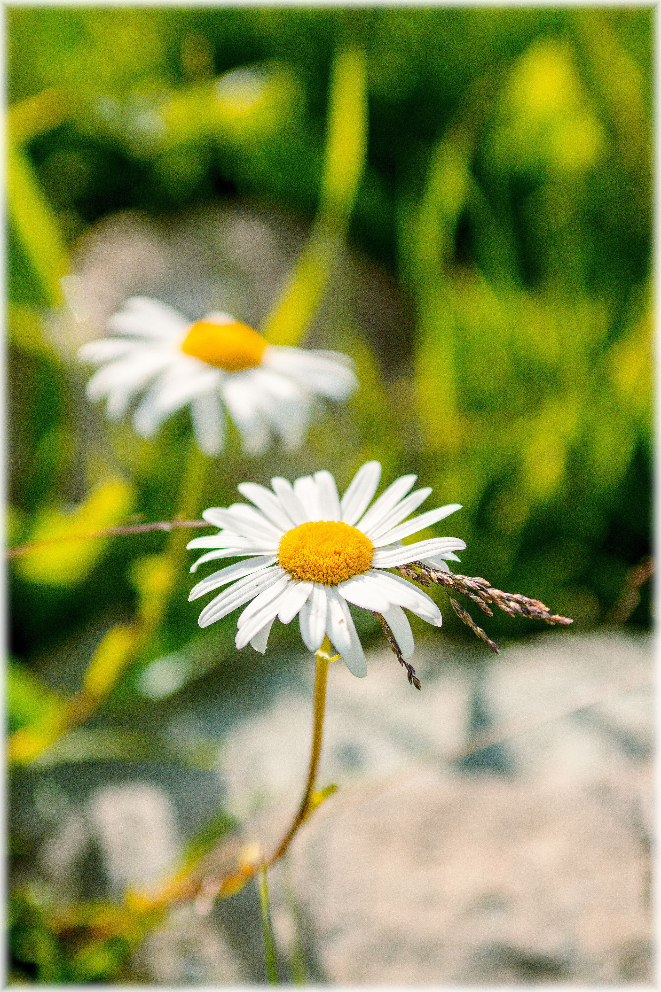 Природа. Александр Снапков | SnappPhoto | Буй