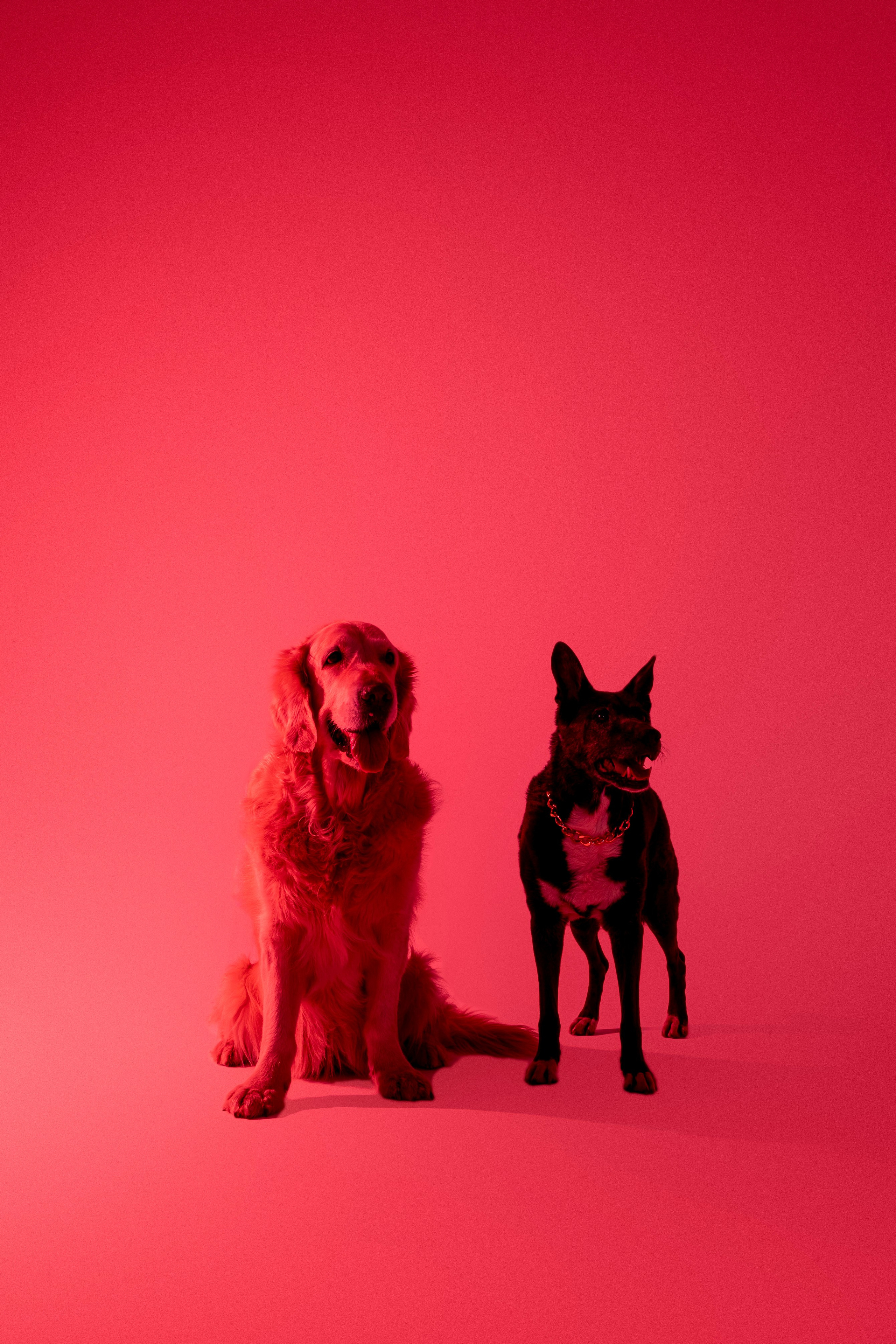 Съемка в студии с собакой. Анастасия Белаш