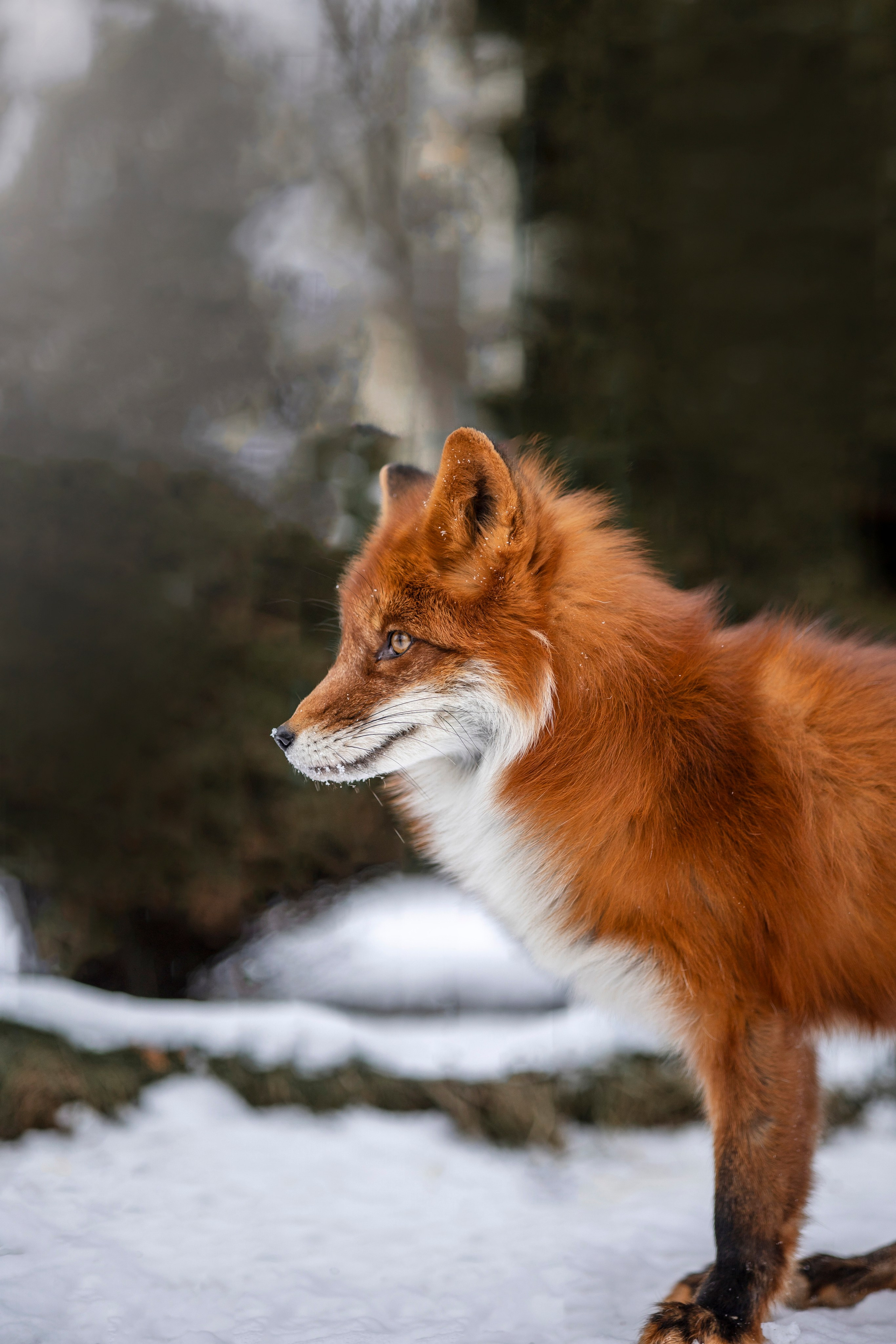 Съемка с лисами. Анастасия Белаш