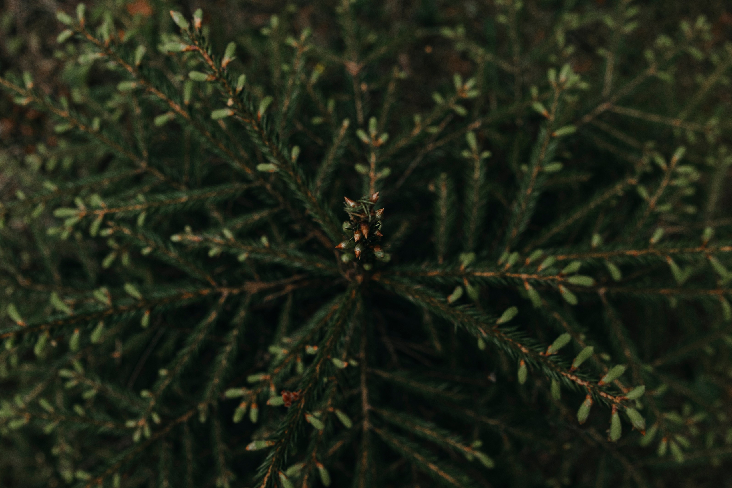 Съемка с собакой. Анастасия Белаш