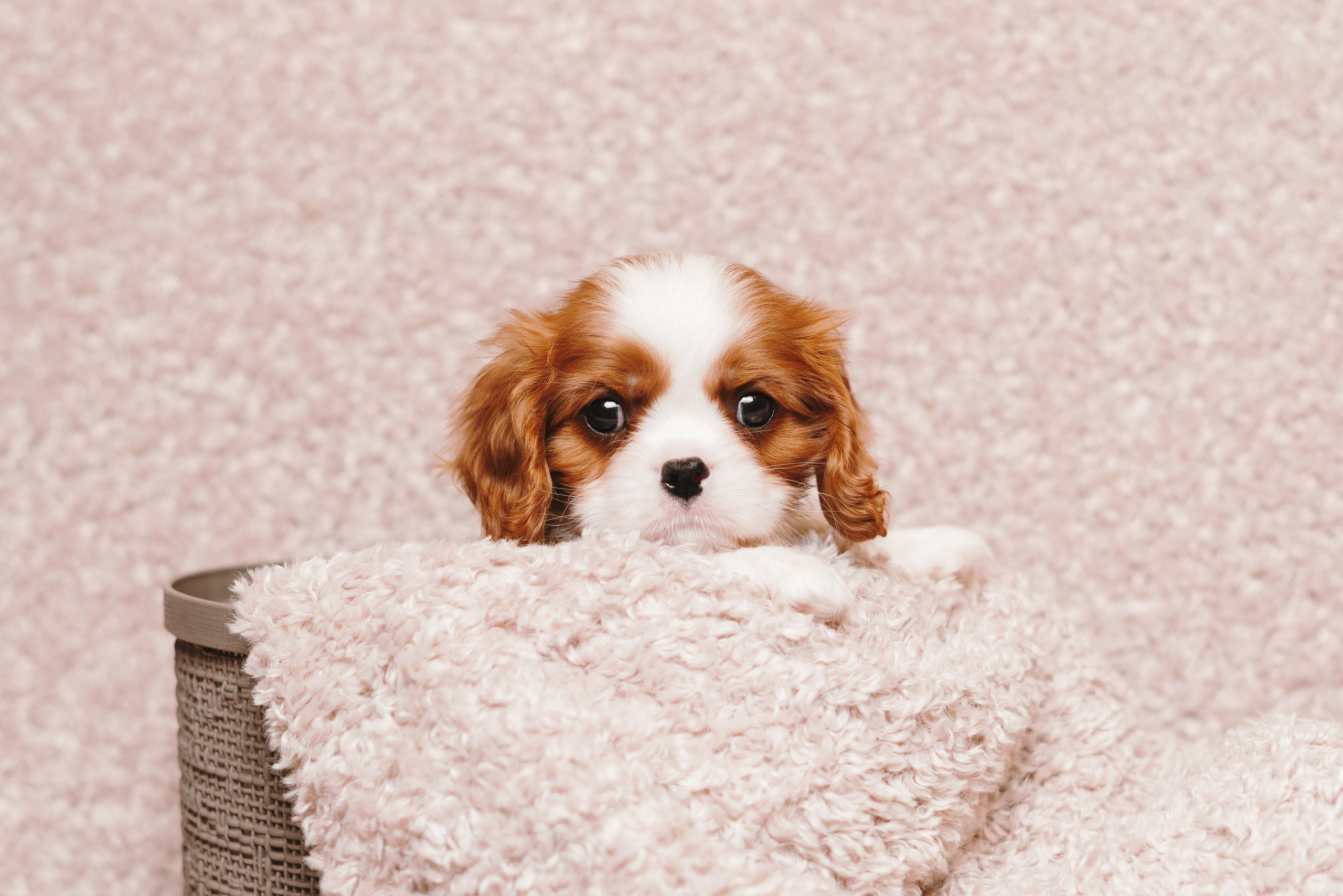 ККЧС. Фотограф анималист Осипчикова Мария