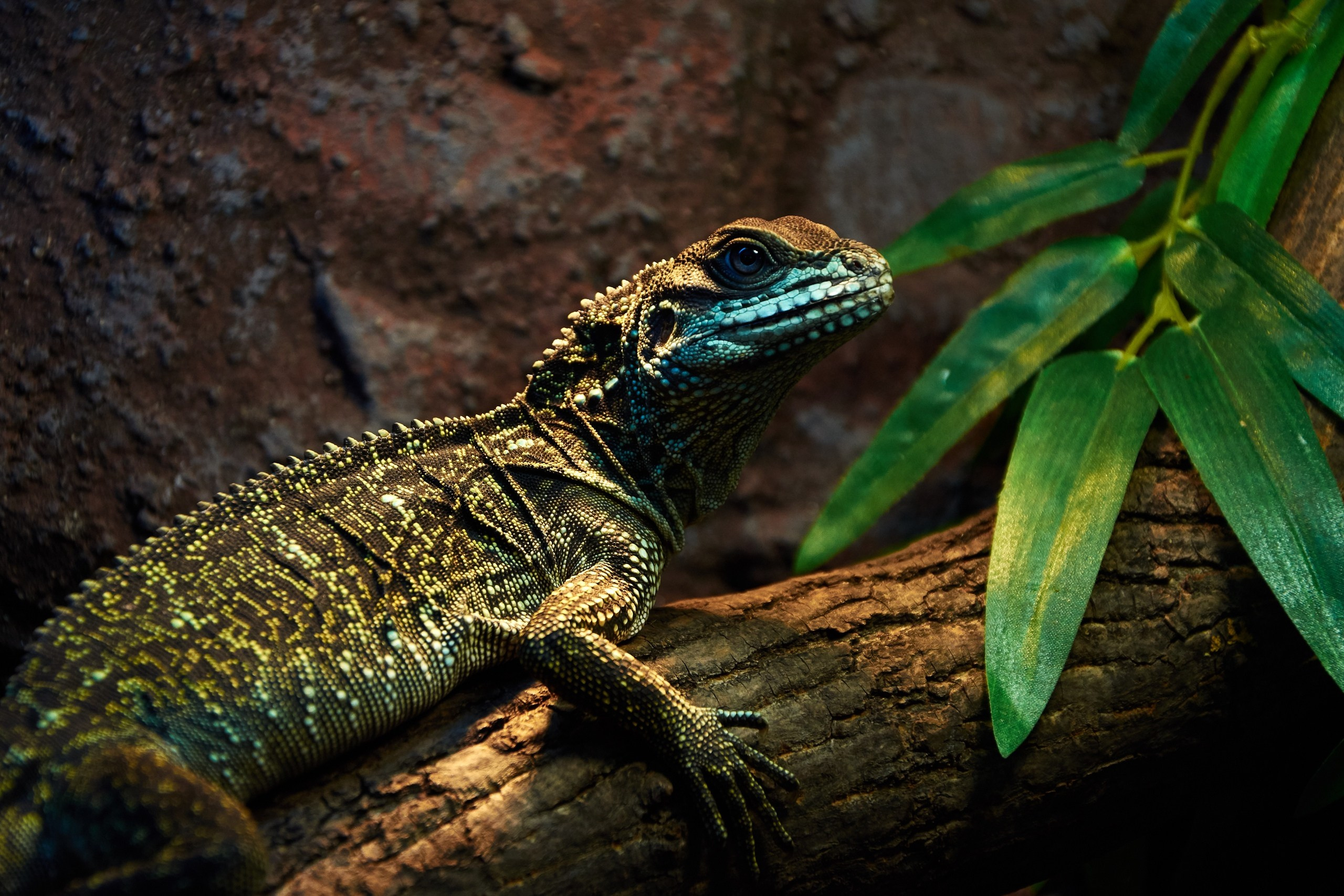 Костромской экзотариум. Ольга Чёкотова (Фотограф Кострома)