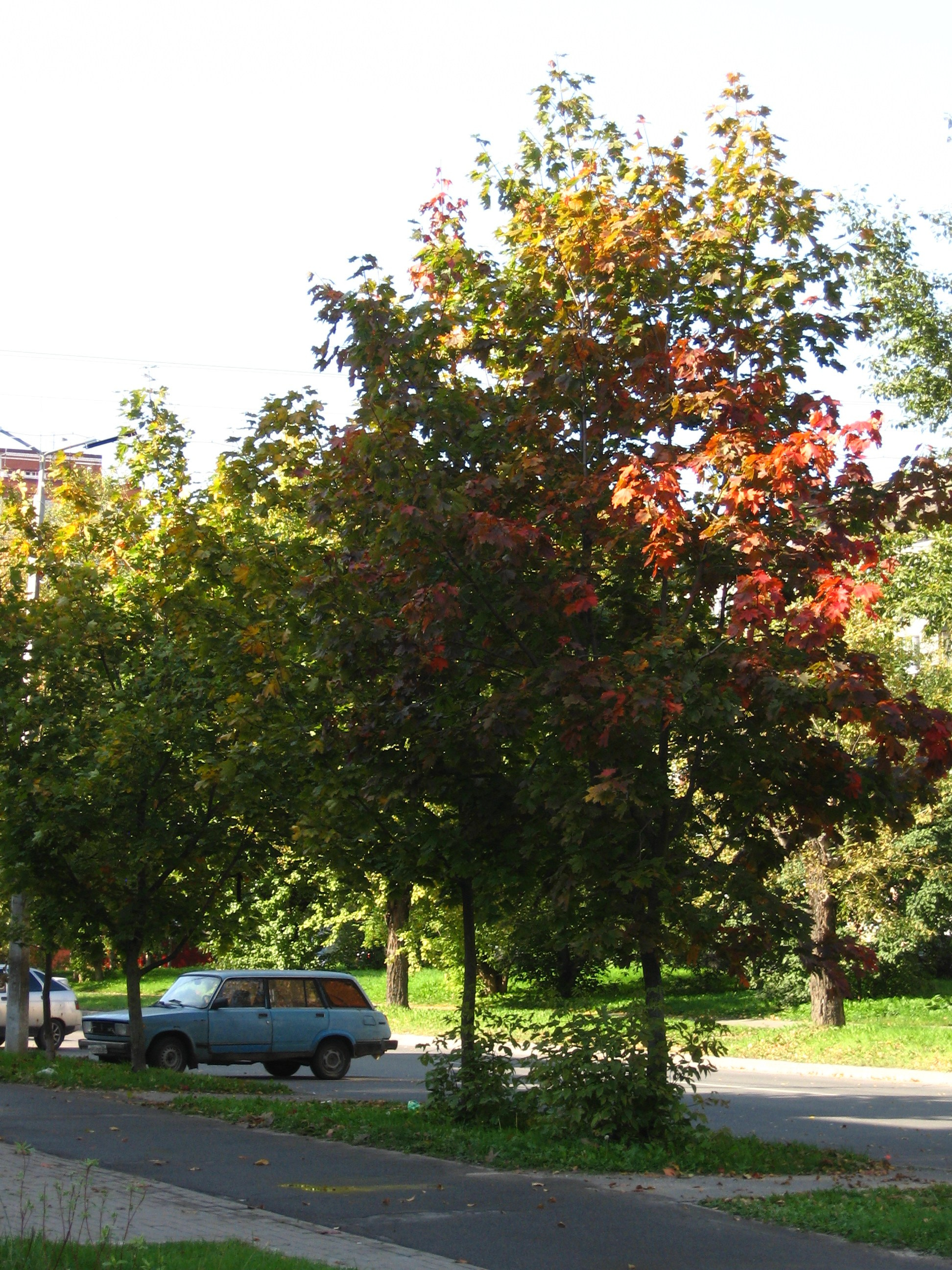 Сентябрь 2025. Den Mirov — Фотограф, Музыкант