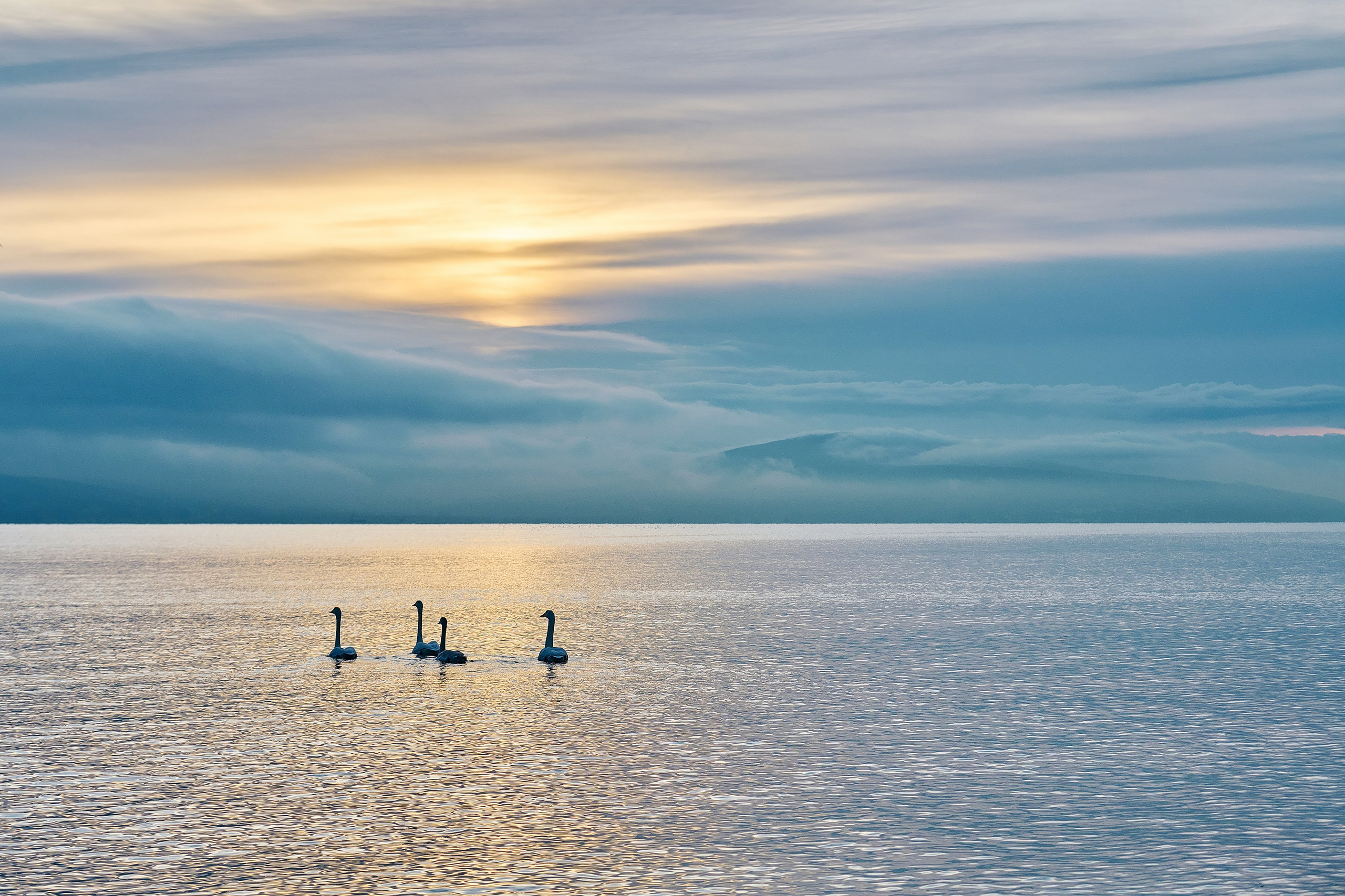 Фотографии животных. Яркие фото на Чёрном море