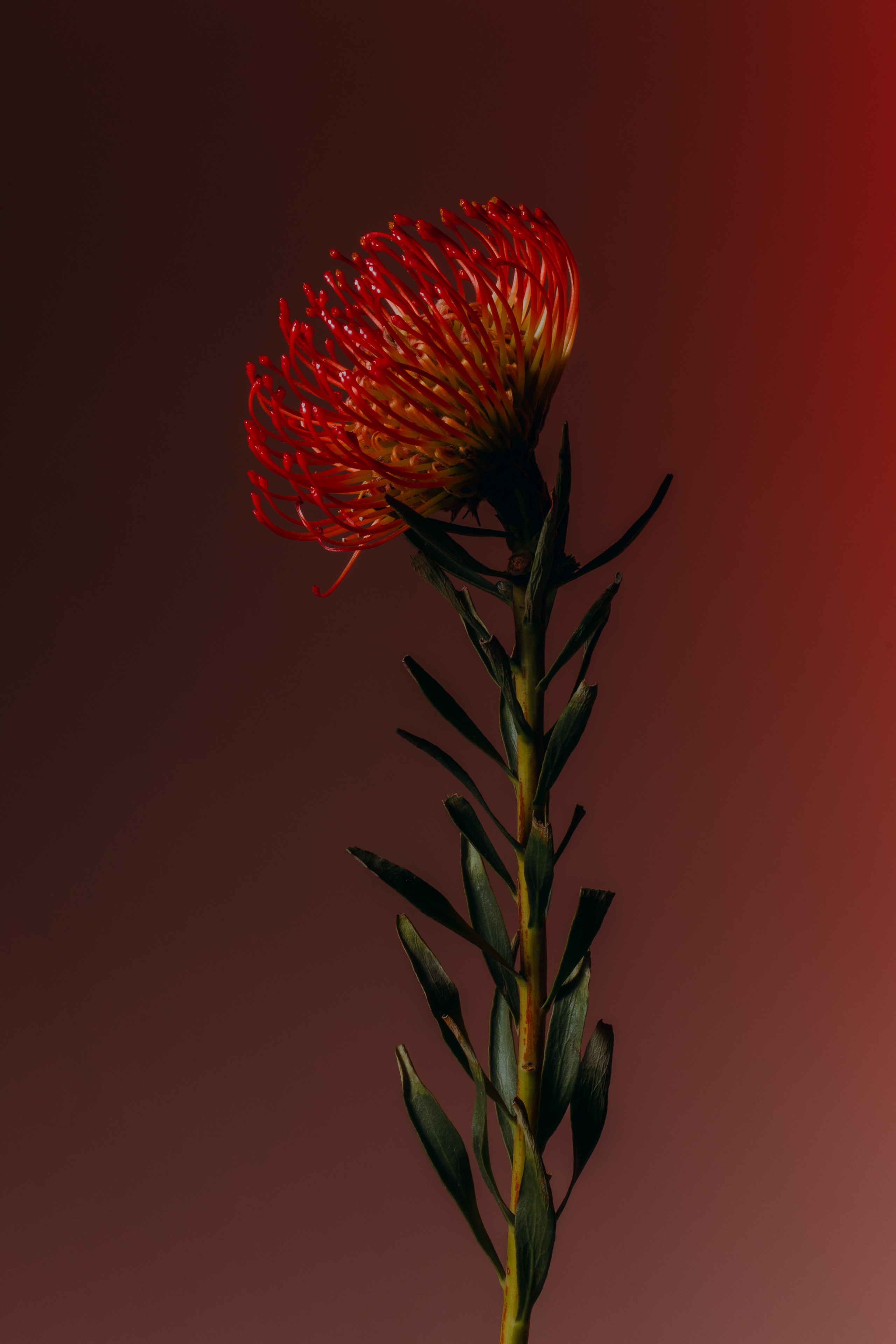 Саша. Катерина Аникеева | Фотограф | Екатеринбург