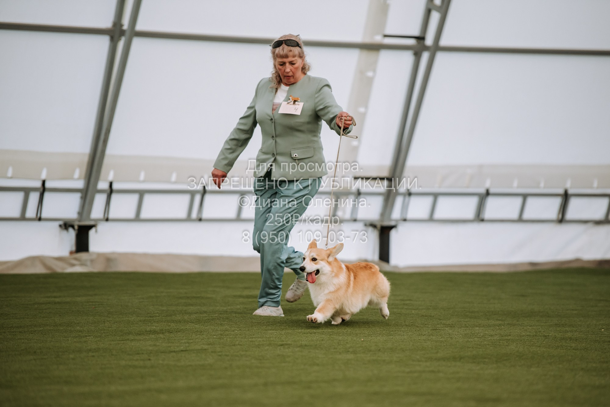 Выставка собак Красноярск 2.06. Фотограф Диана Оленина Красноярск / Братск