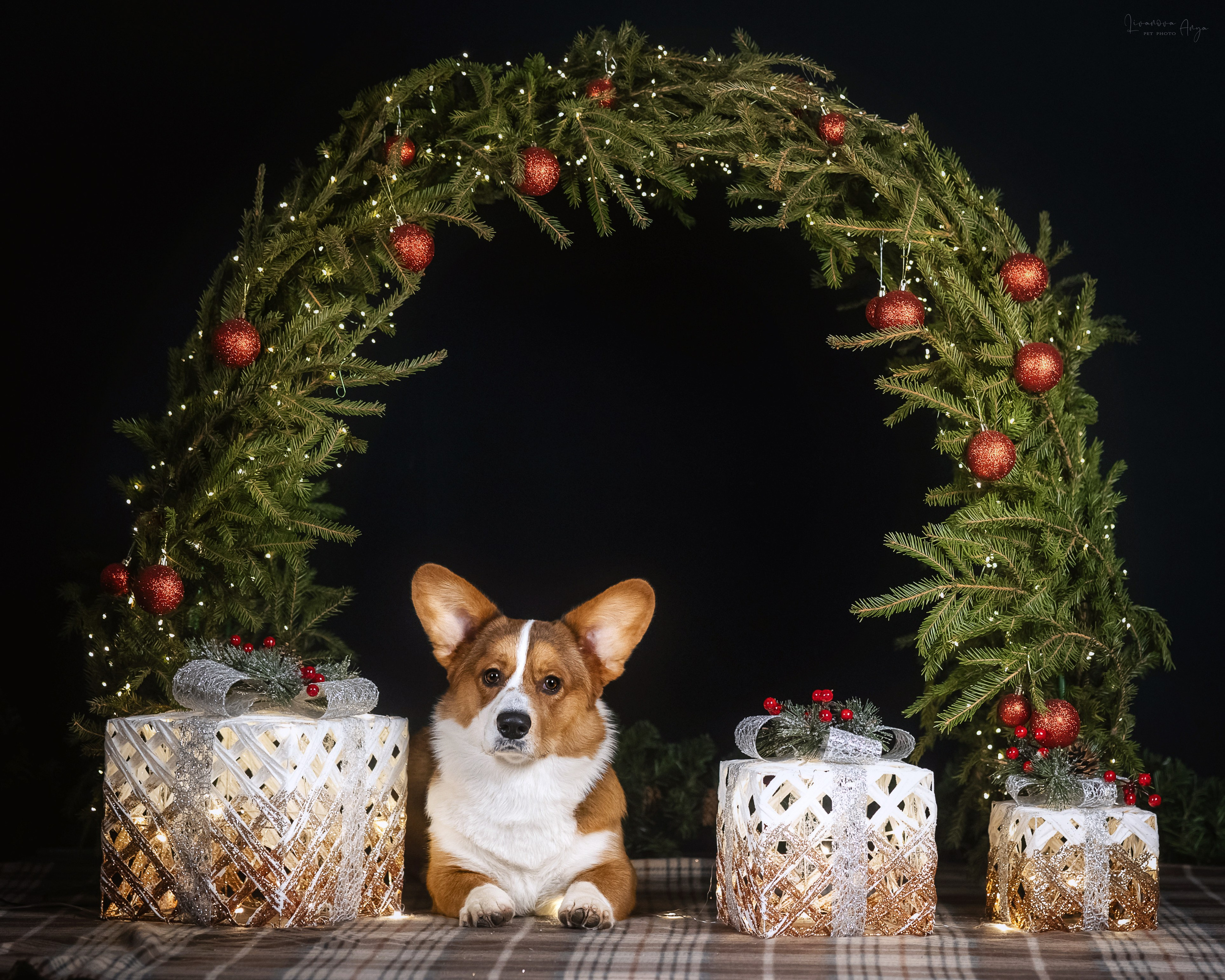 Фотодень_3 2025. Фотограф анималист Аня Ливанова | Рыбинск