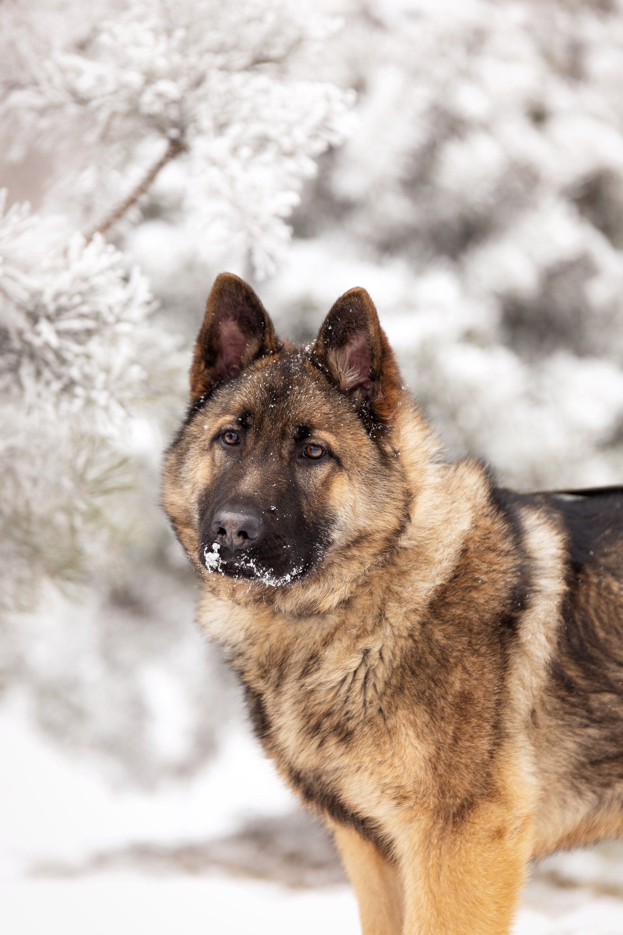 Немецкая овчарка. Юлия Микульская. Рыбинск