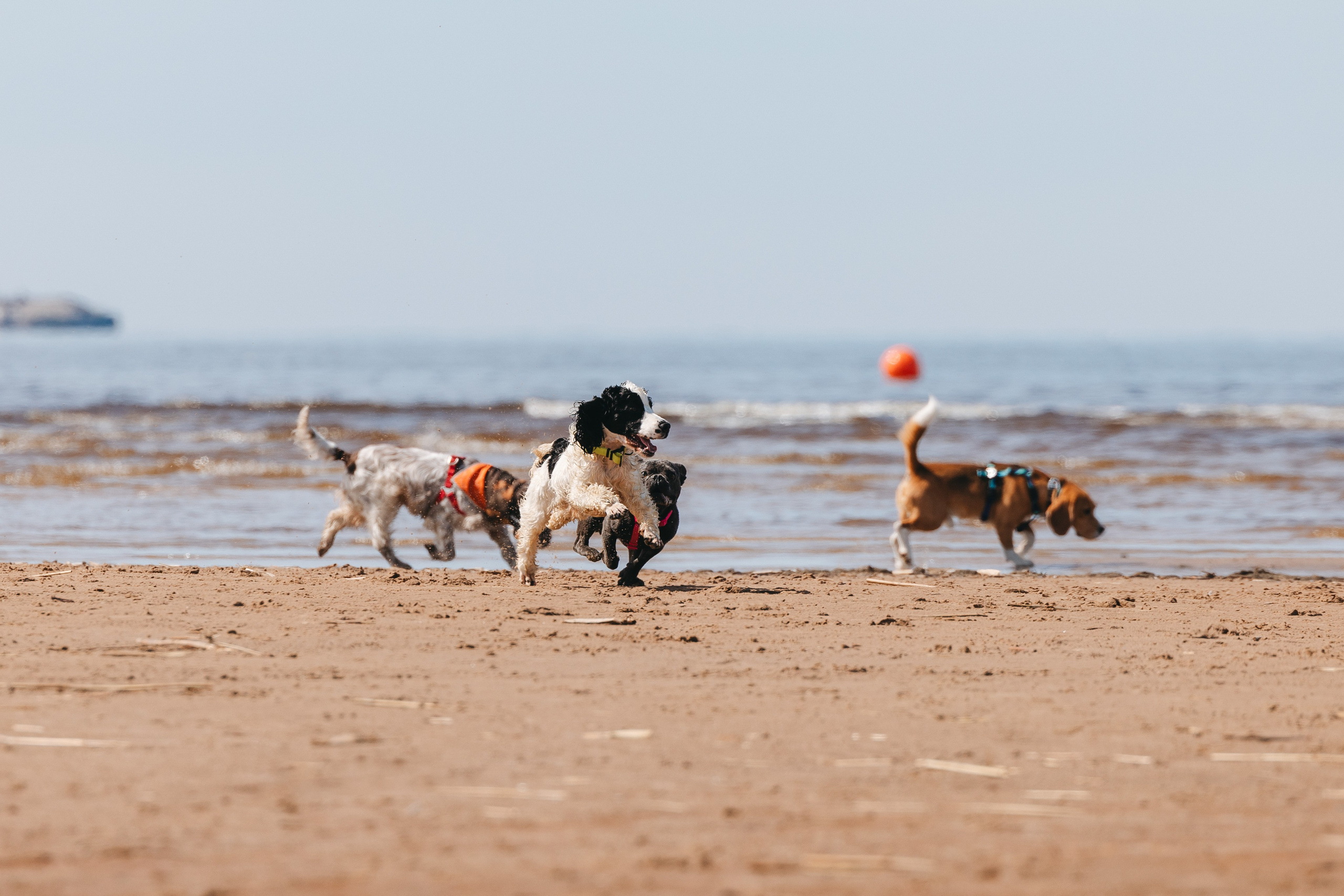 Спанимания. Фотограф анималист Осипчикова Мария