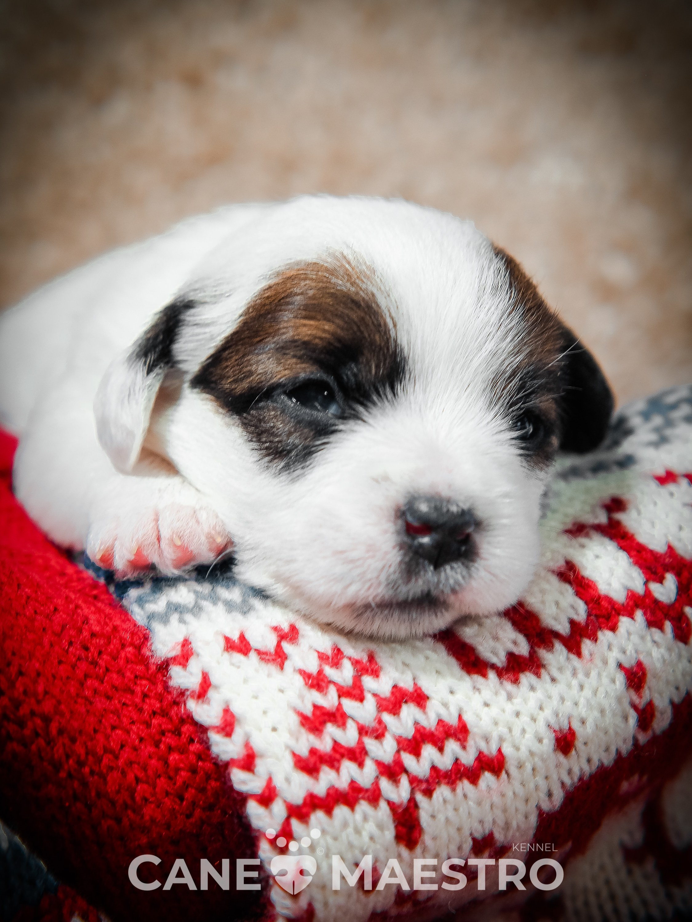 1КОБЛ_МОНОКЛЬ_Ц_ЛИТТЕР. CANE MAESTRO — kennel Jack Russell Terrier