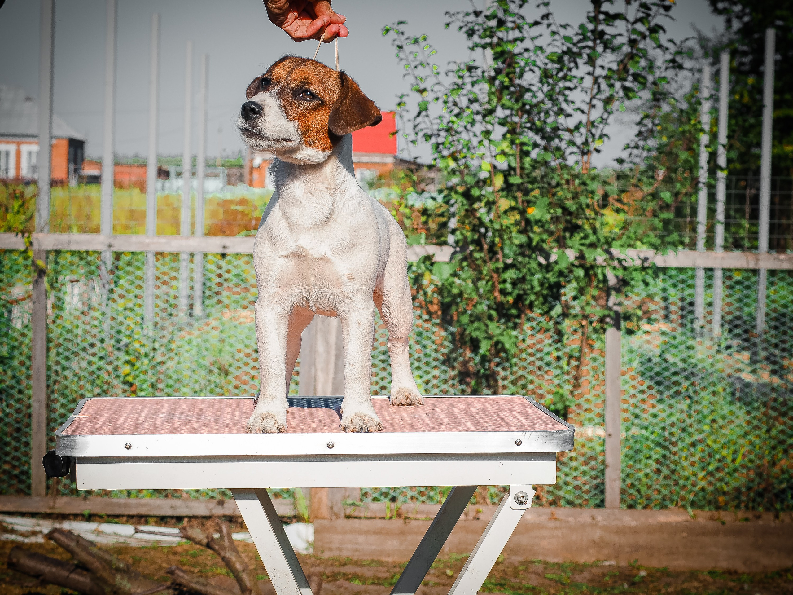 Щенок Джек-рассел-терьер. КМ ФЕЛИЧИТА. Гладкий тип шерсти. Девочка №2. КАНЕ МАЭСТРО — питомник Джек рассел терьеров