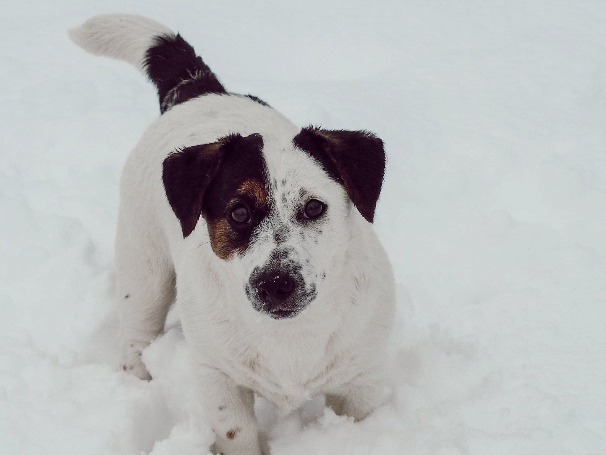 Гладкошерстная. Триколор. Джек рассел терьер. КАНЕ МАЭСТРО ОЛИВА. КАНЕ МАЭСТРО — питомник Джек рассел терьеров