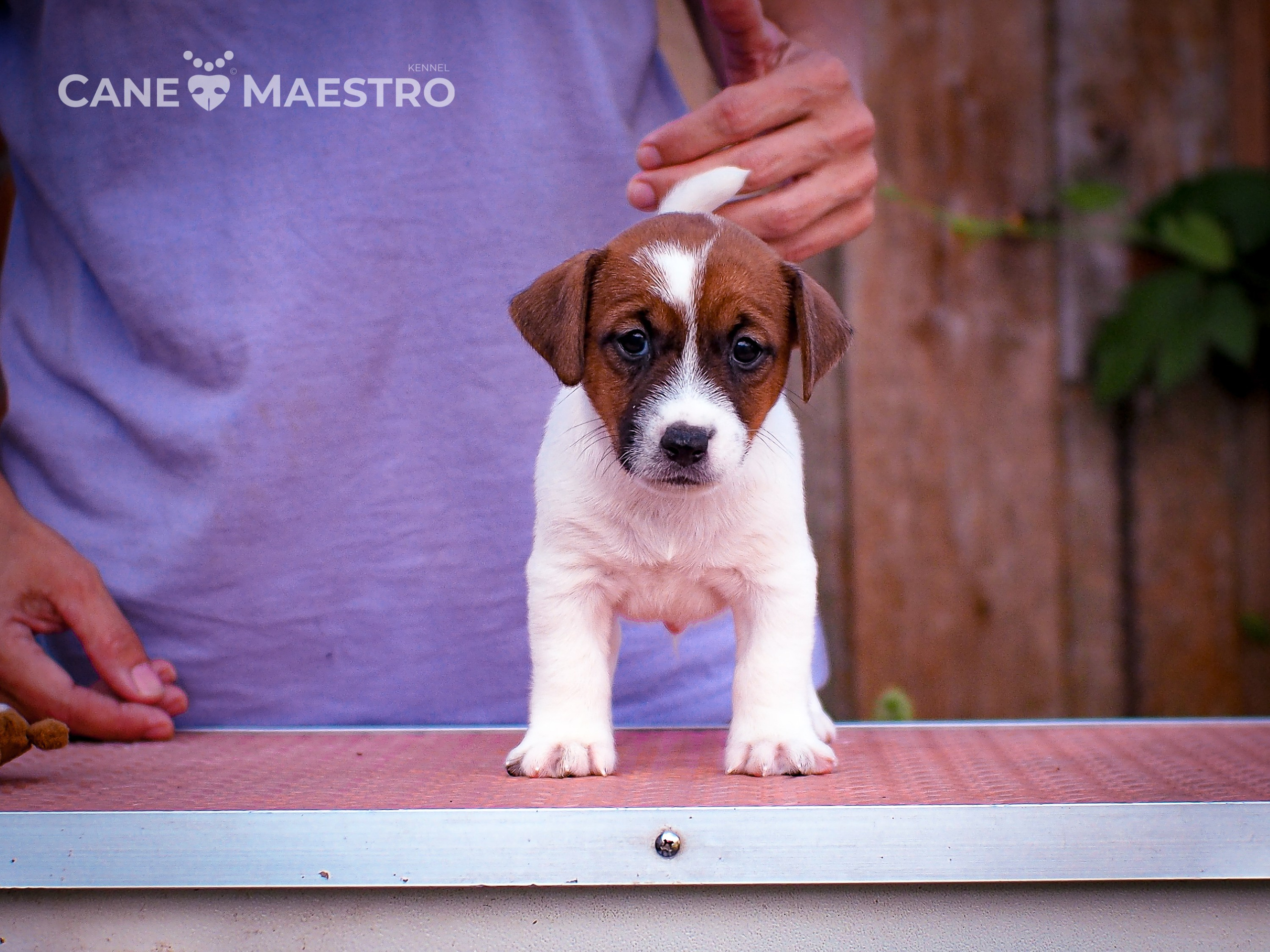ЭМЕНТАЛЬ_КОБЕЛЬ. CANE MAESTRO — kennel Jack Russell Terrier