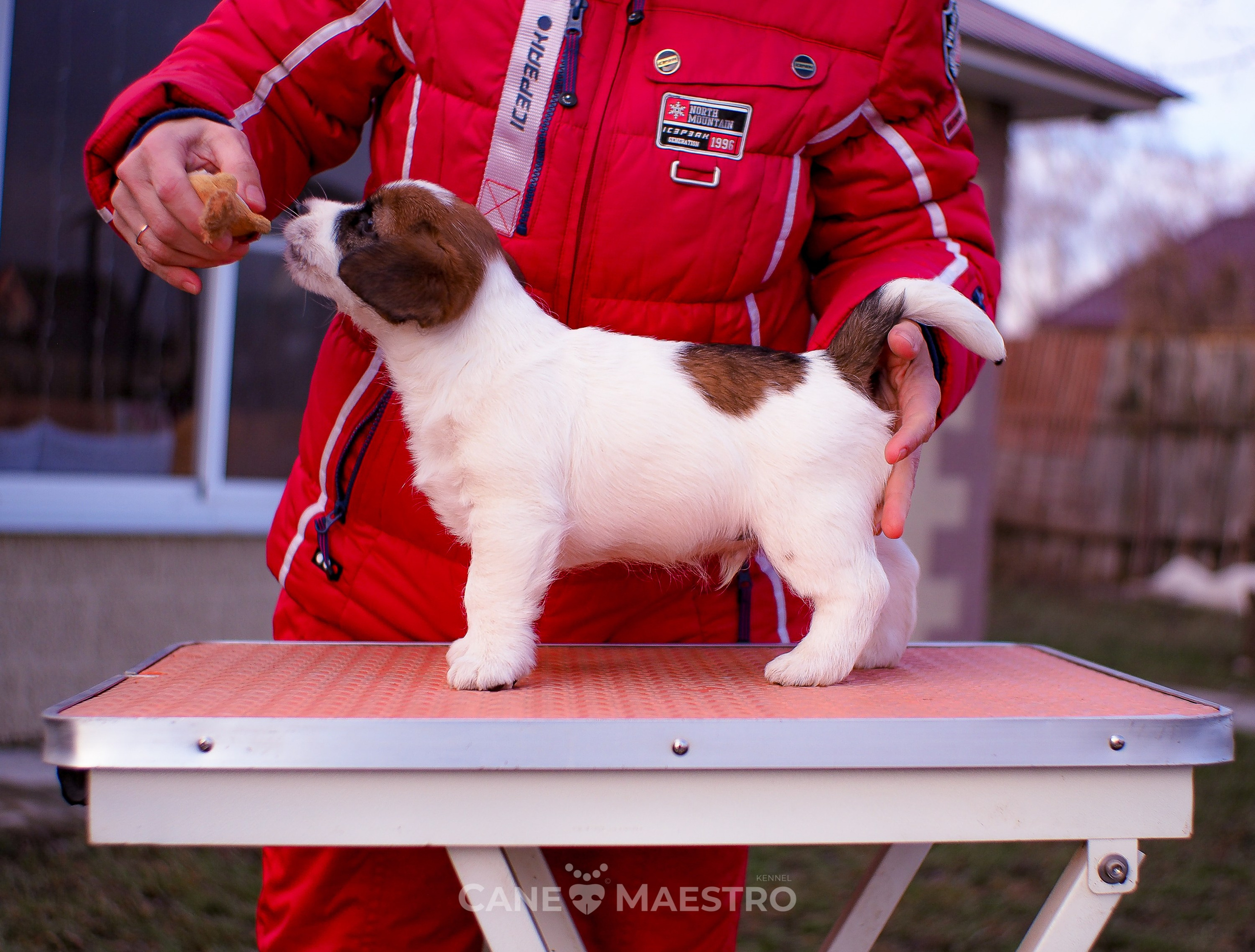 Мальчик 2. Кобель бело-рыжий. Джек рассел терьер щенок. КАНЕ МАЭСТРО — питомник Джек рассел терьеров