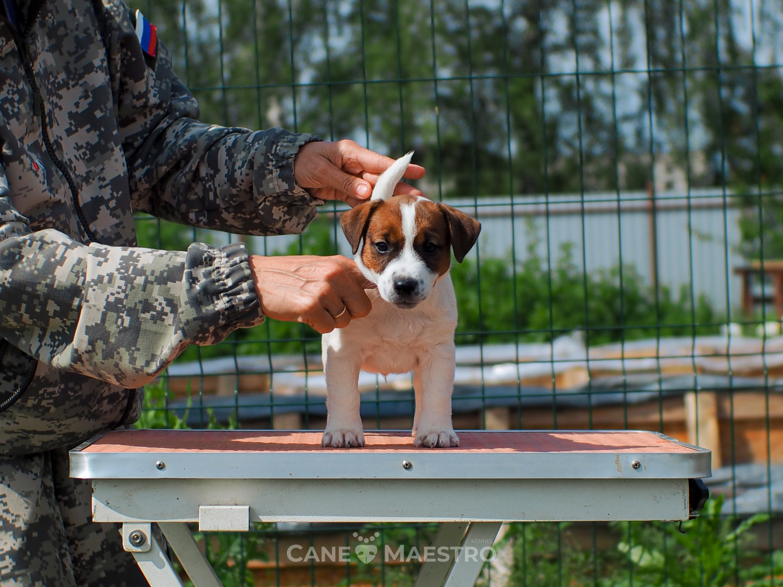 Ш_2_MALE_SHERY_BRANDY. CANE MAESTRO — kennel Jack Russell Terrier
