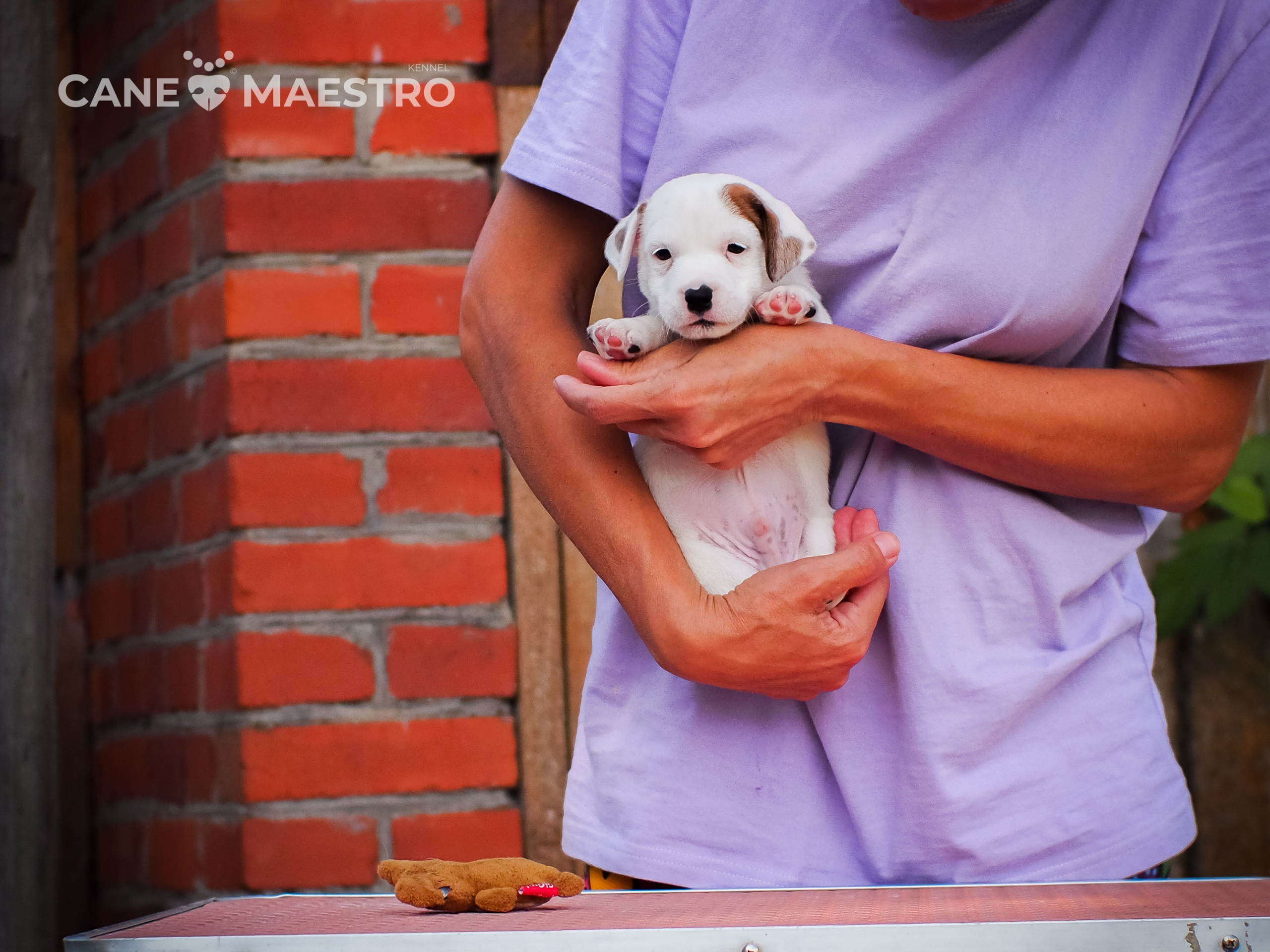 ЭСКИМО_MALE. CANE MAESTRO — kennel Jack Russell Terrier
