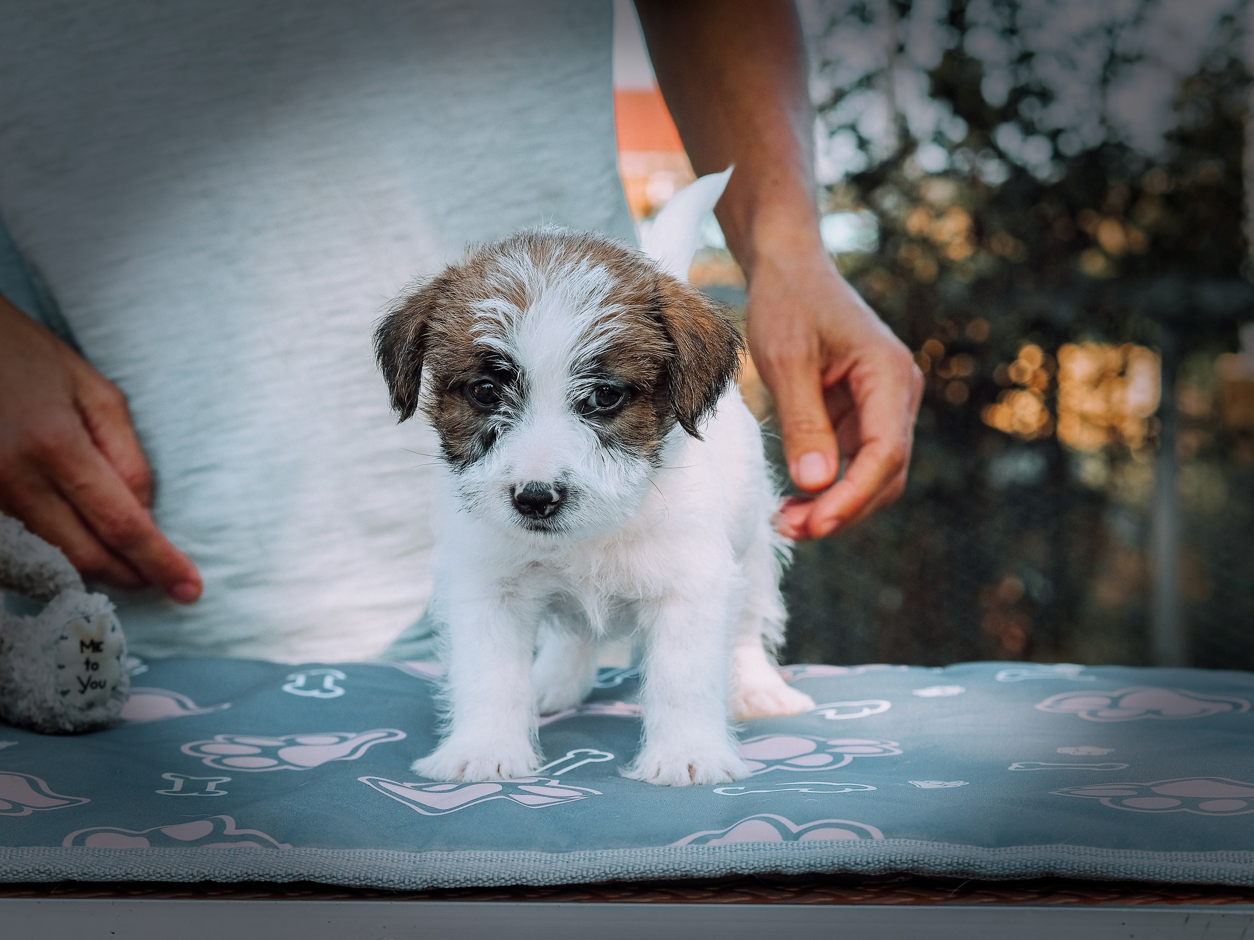 Щенок кобель ДРТ. КАНЕ МАЭСТРО — питомник Джек рассел терьеров