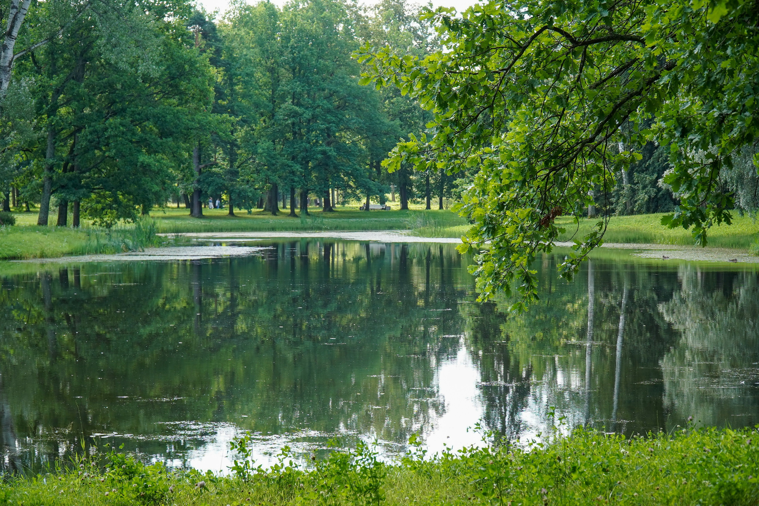 ОРАНИЕНБАУМ. Июль 2024. Фотограф Наталья Погодина в г. Обнинске