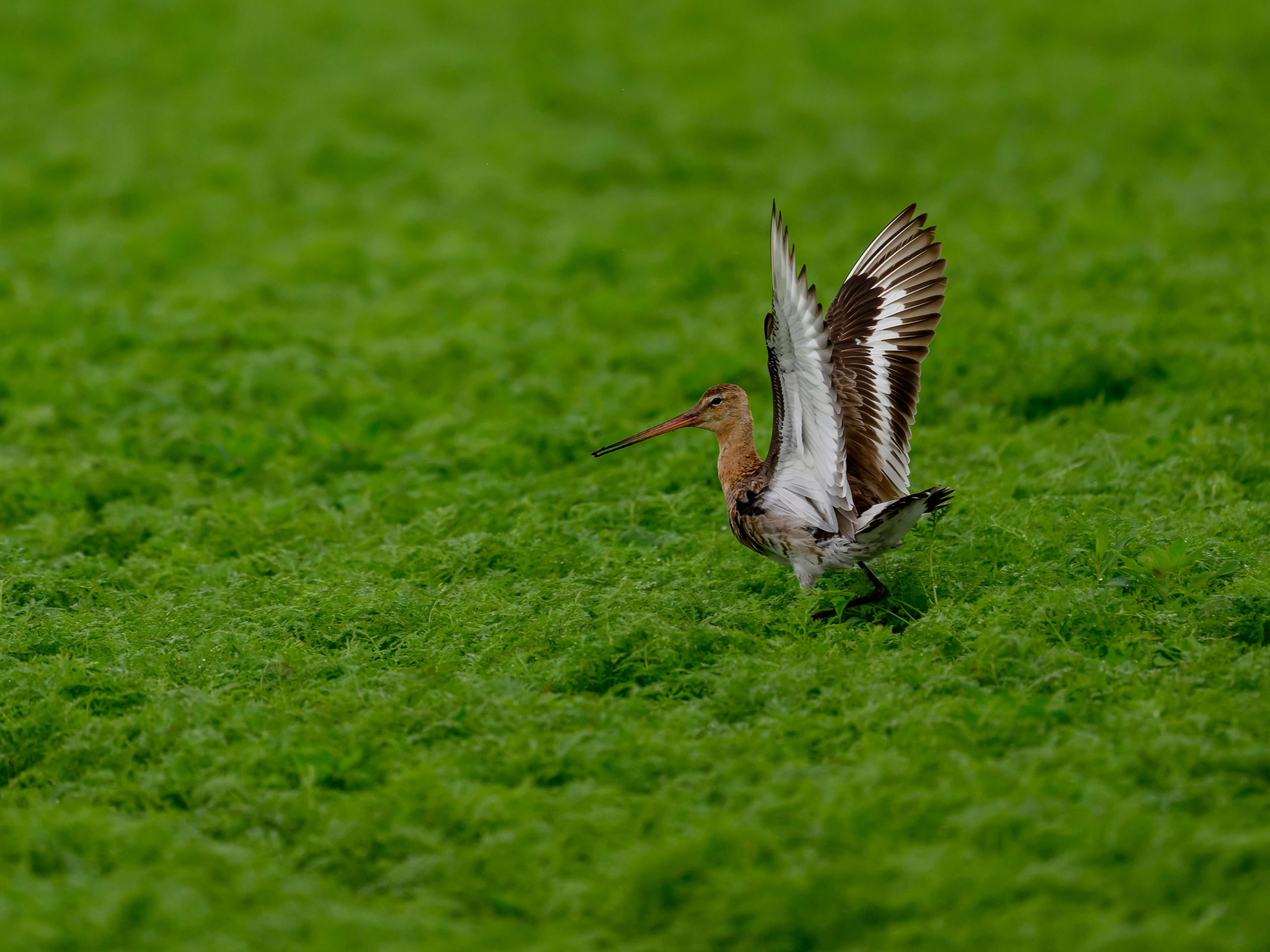 Веретенник. Фотограф Сергей Пупонин