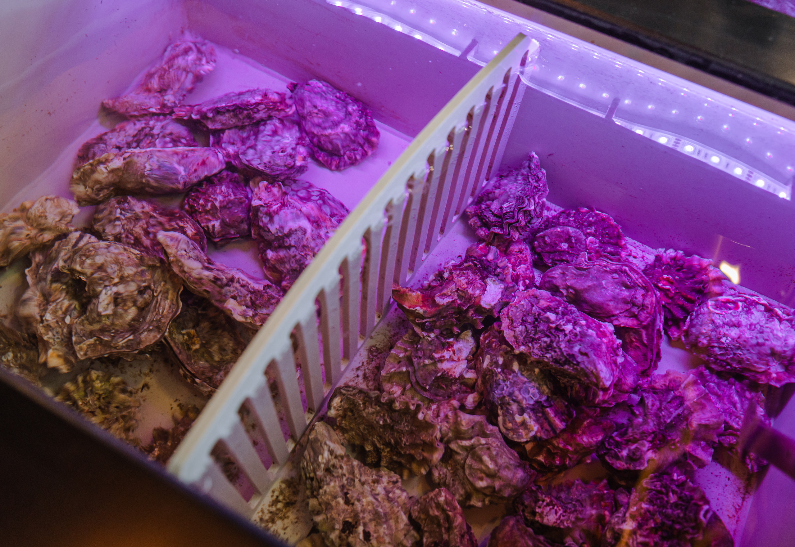 Ресторан «Чайка». Фотограф Виктория Дунаевская в Санкт Петербурге