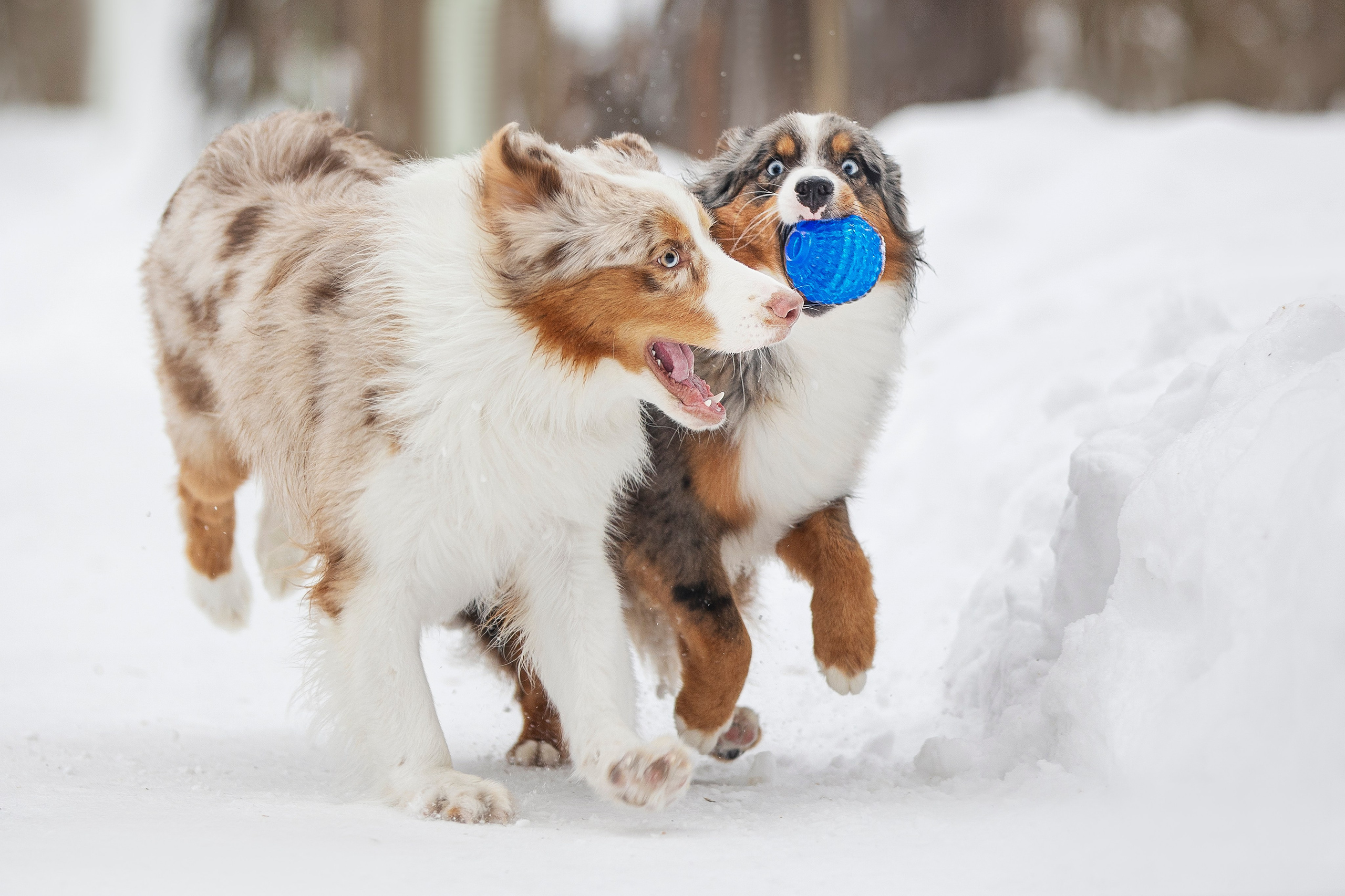 Дария, Макс, Сезам и Чили. Фотограф анималист в Москве Майорова Евгения