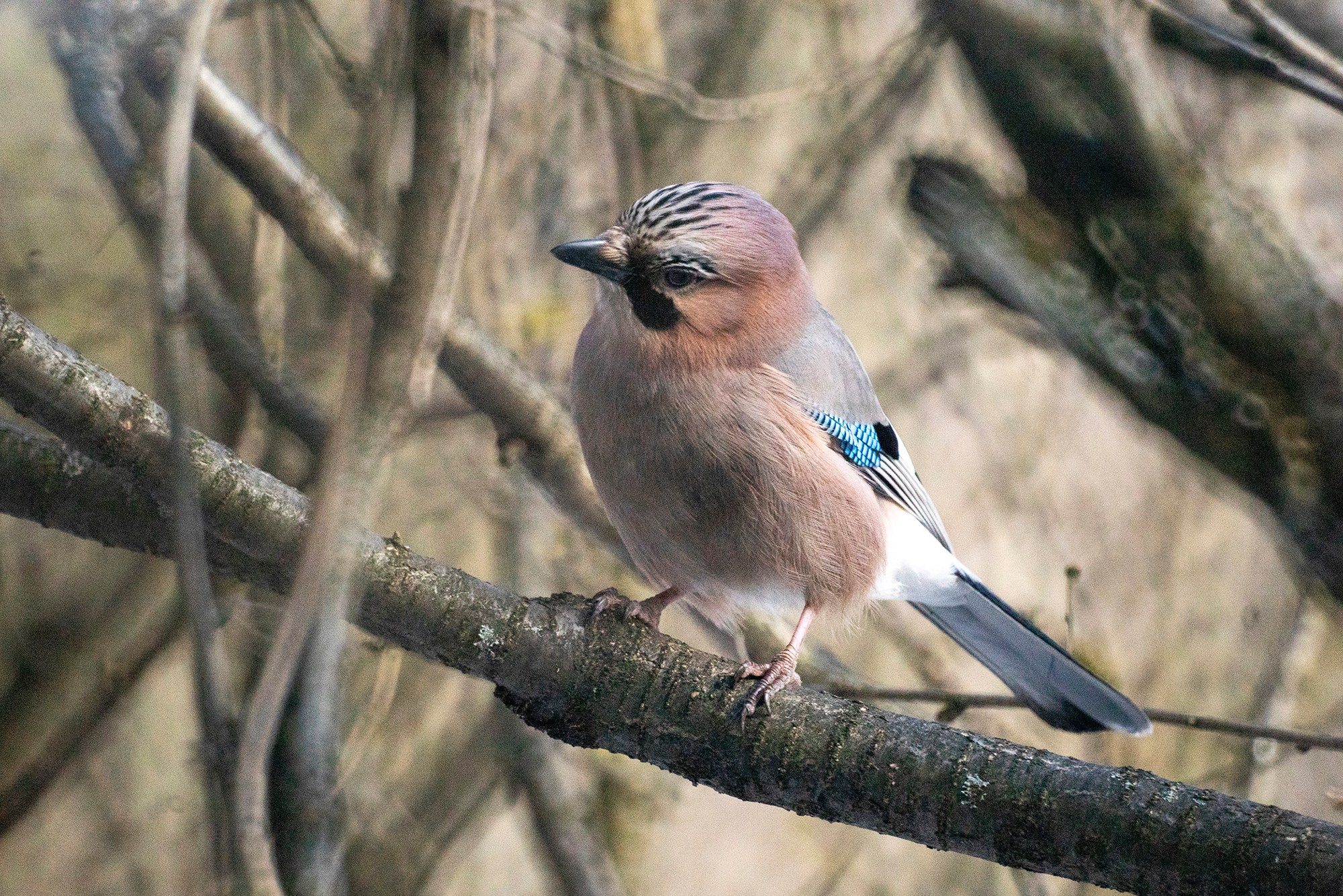 Удивительные мир птиц. Вокруг нас столько прекрасного — присмотритесь!. Ваш личный фотограф Марина Волкова