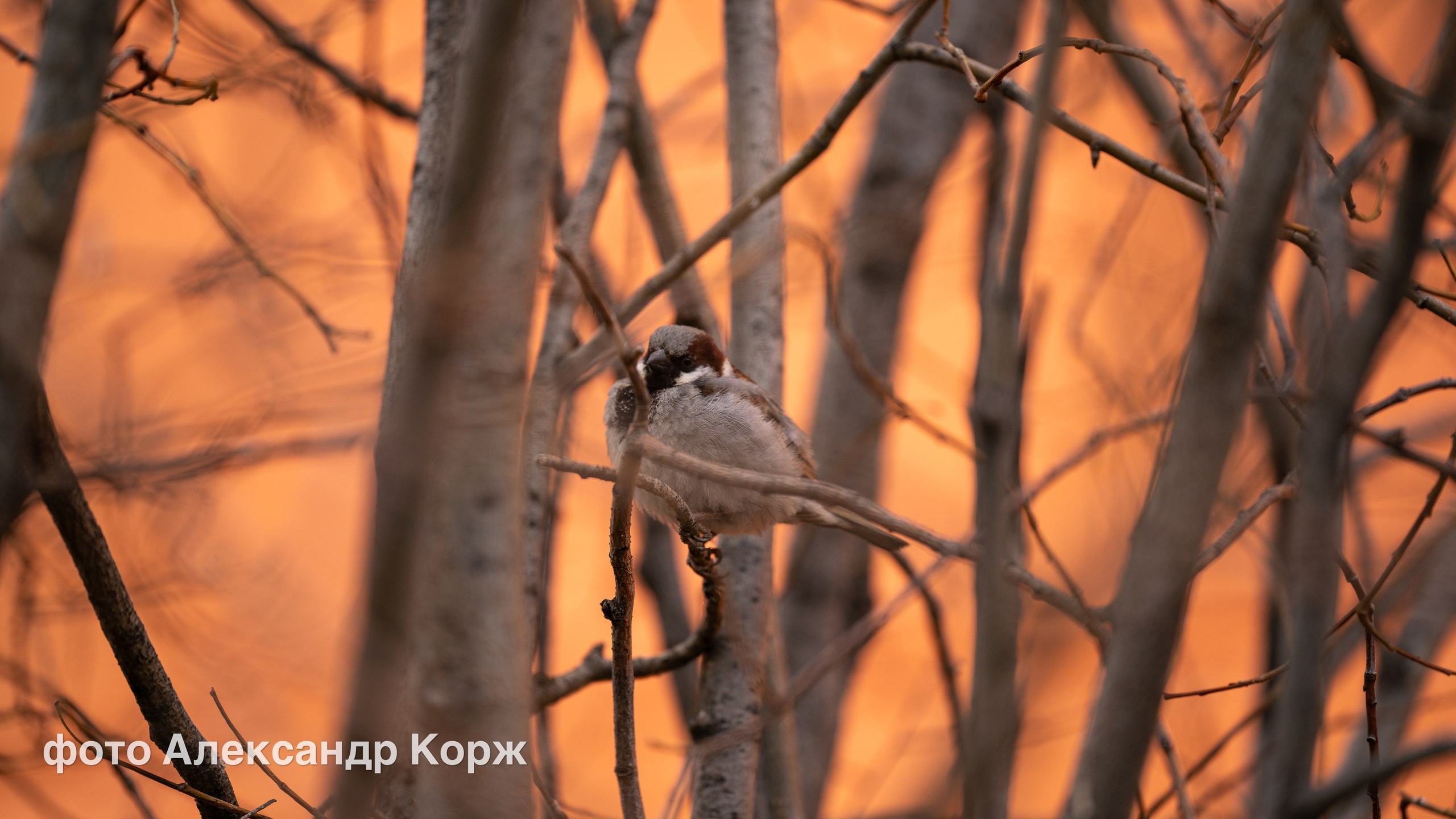 Животные. Фотографии и видеосъемка, Айхал, Удачный, Якутия. Фотографии Айхал